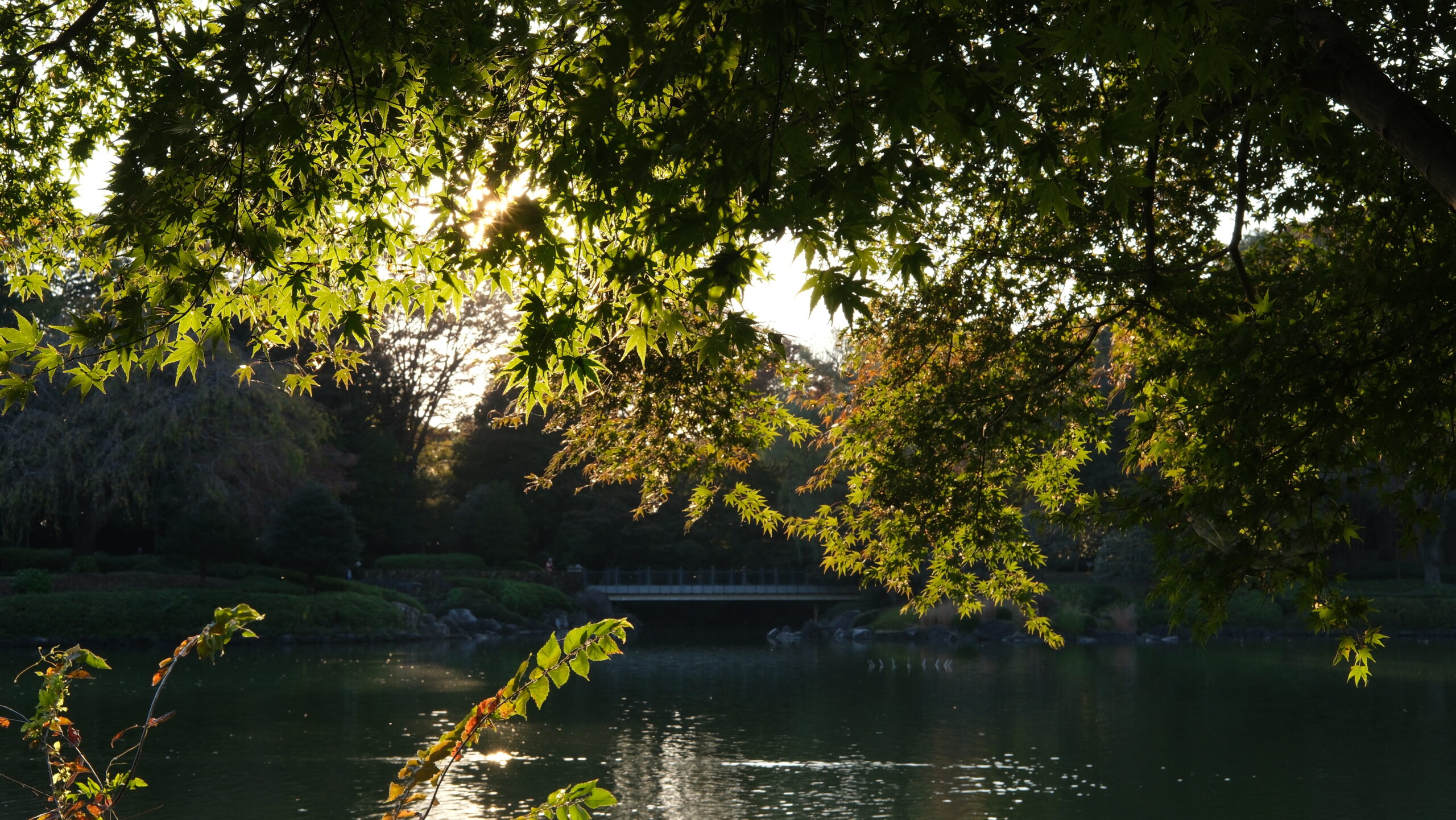 栃木県中央公園 夕日と紅葉