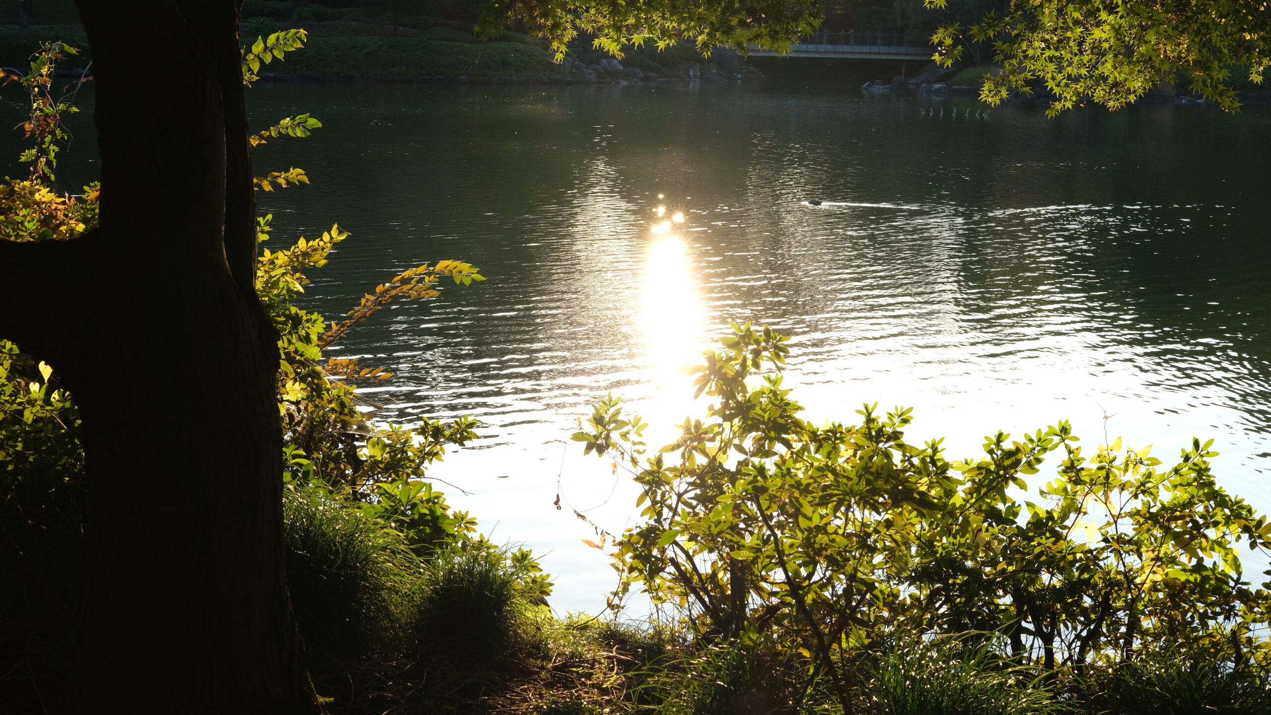 栃木県中央公園 夕日と池