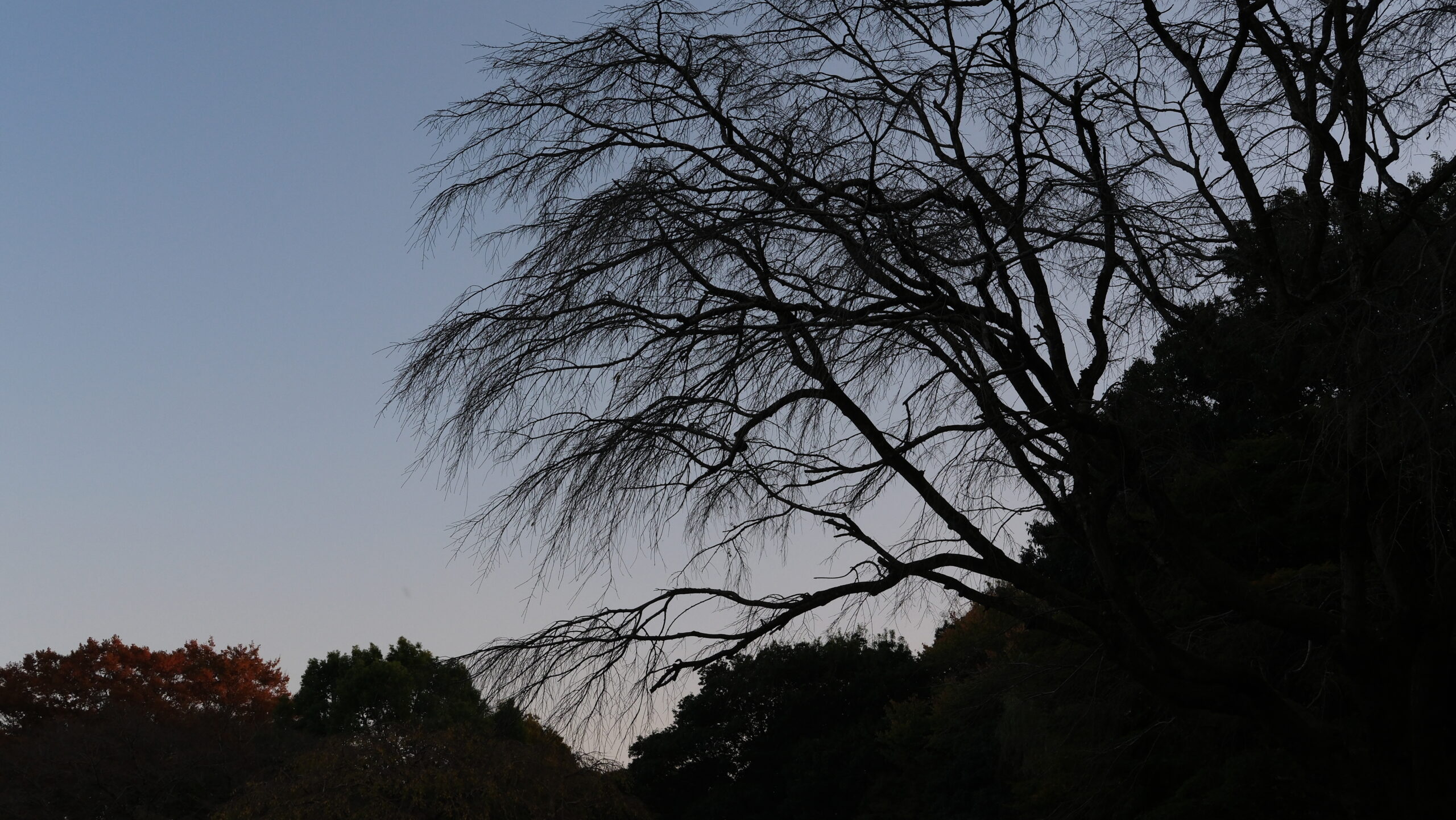 栃木県中央公園 木の陰