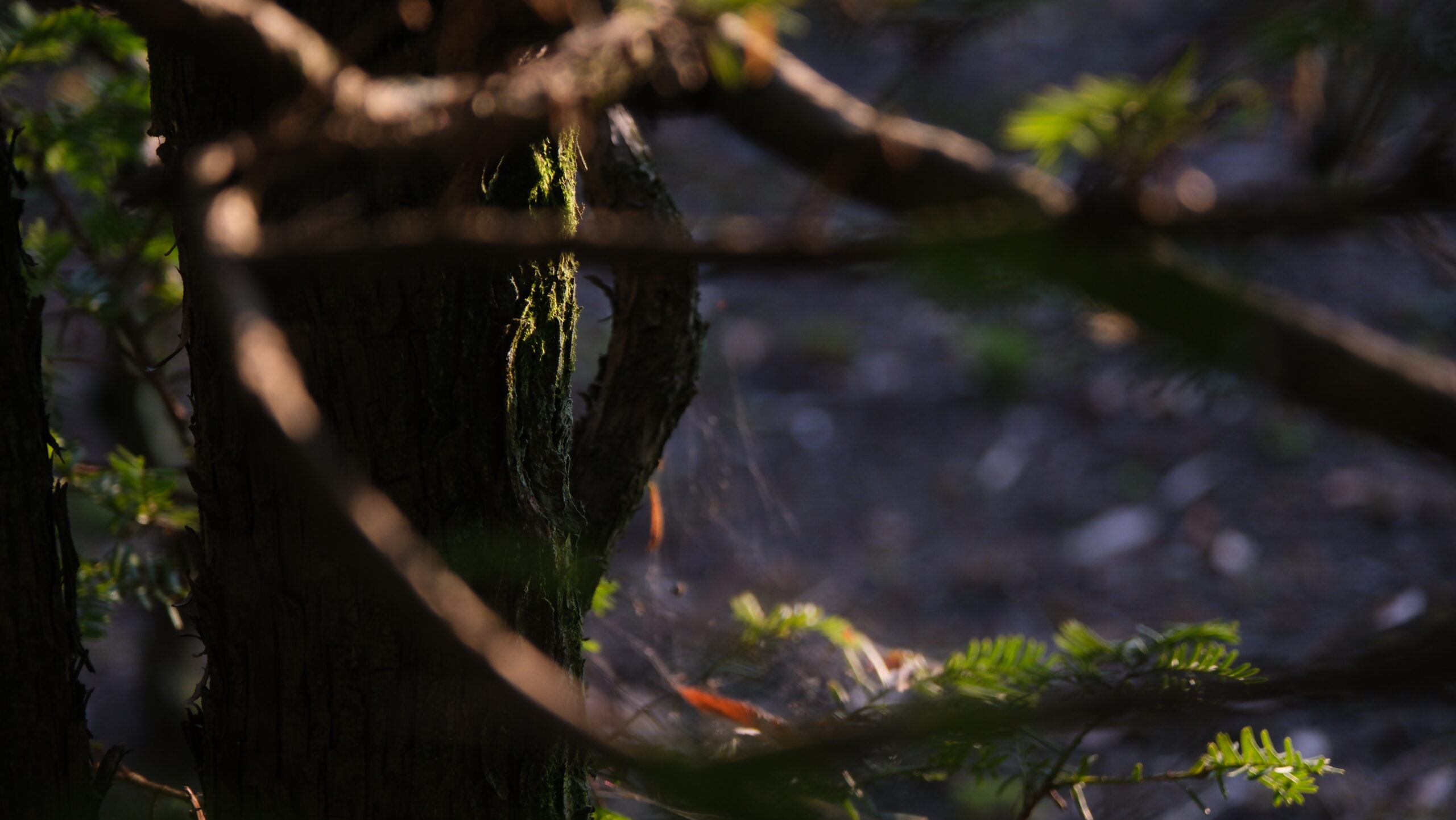 栃木県中央公園 木と木漏れ日