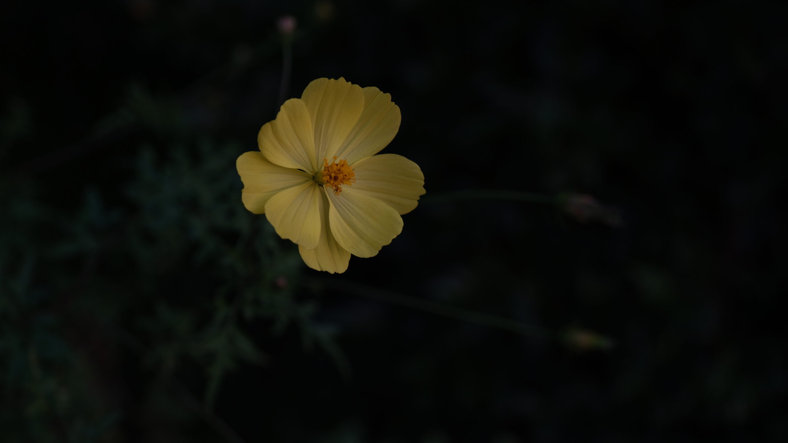 平出雷電神社 黄色い花