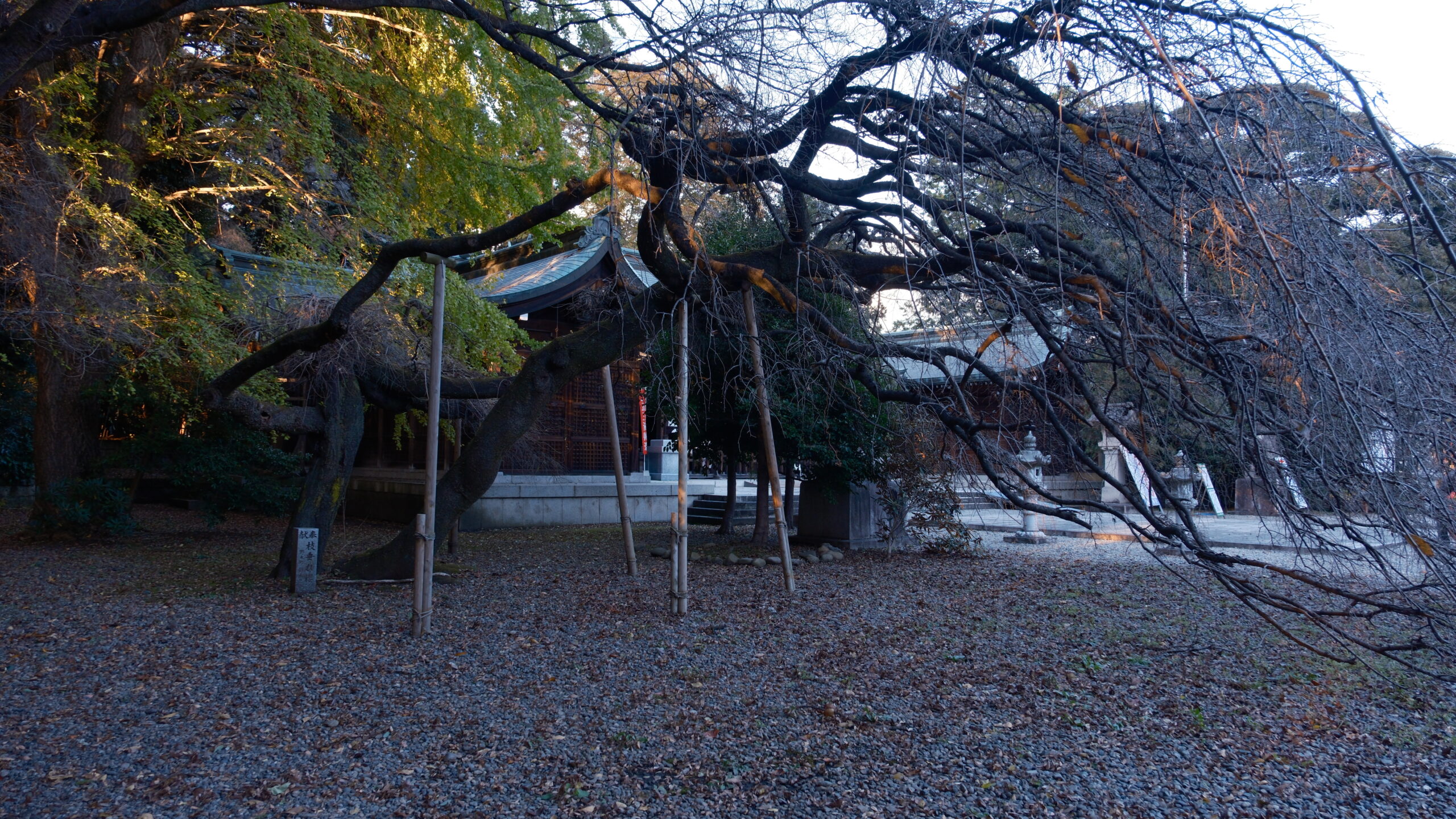 栃木県護国神社 社殿前庭 桜の木
