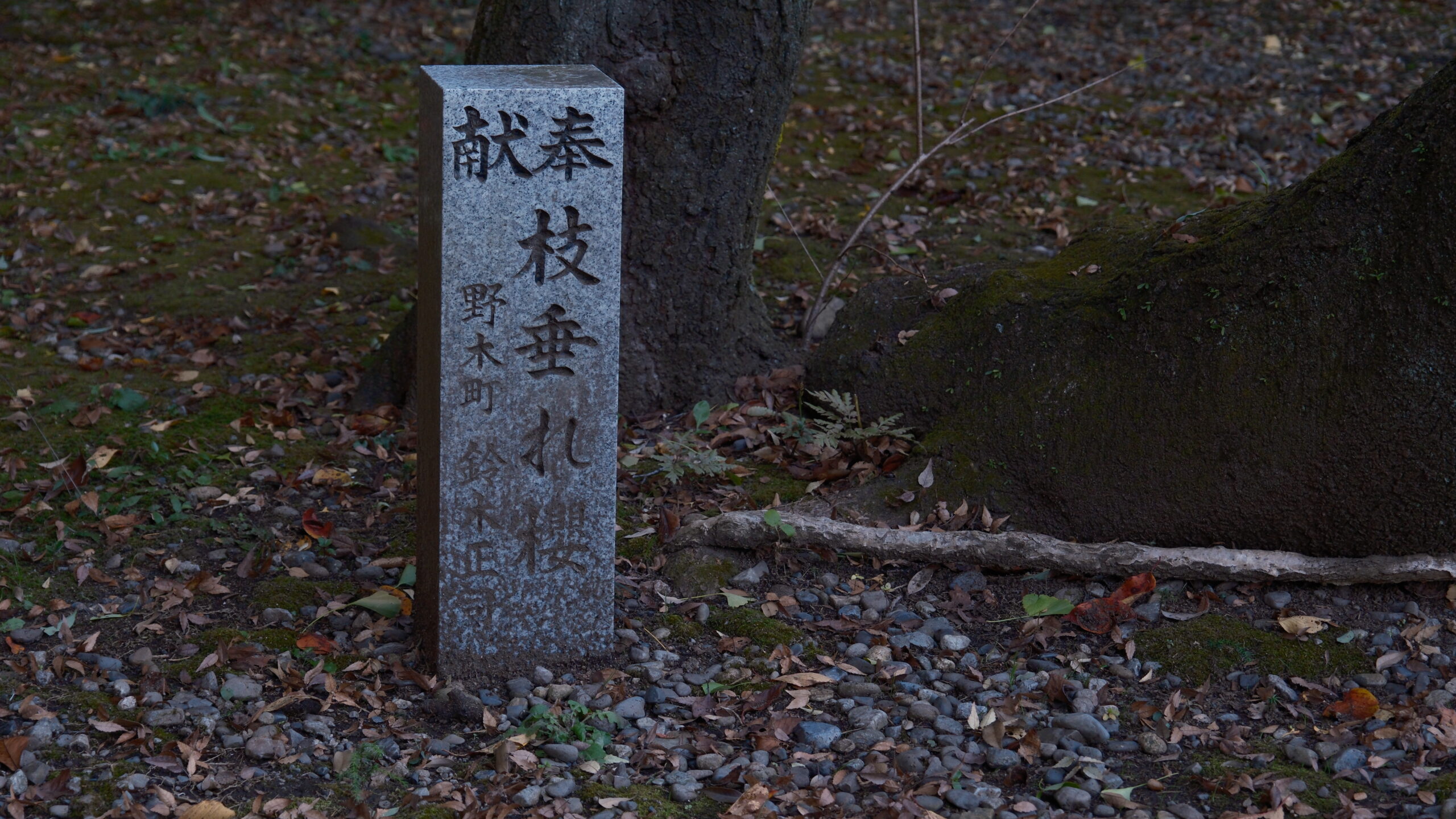栃木県護国神社 枝垂れ桜