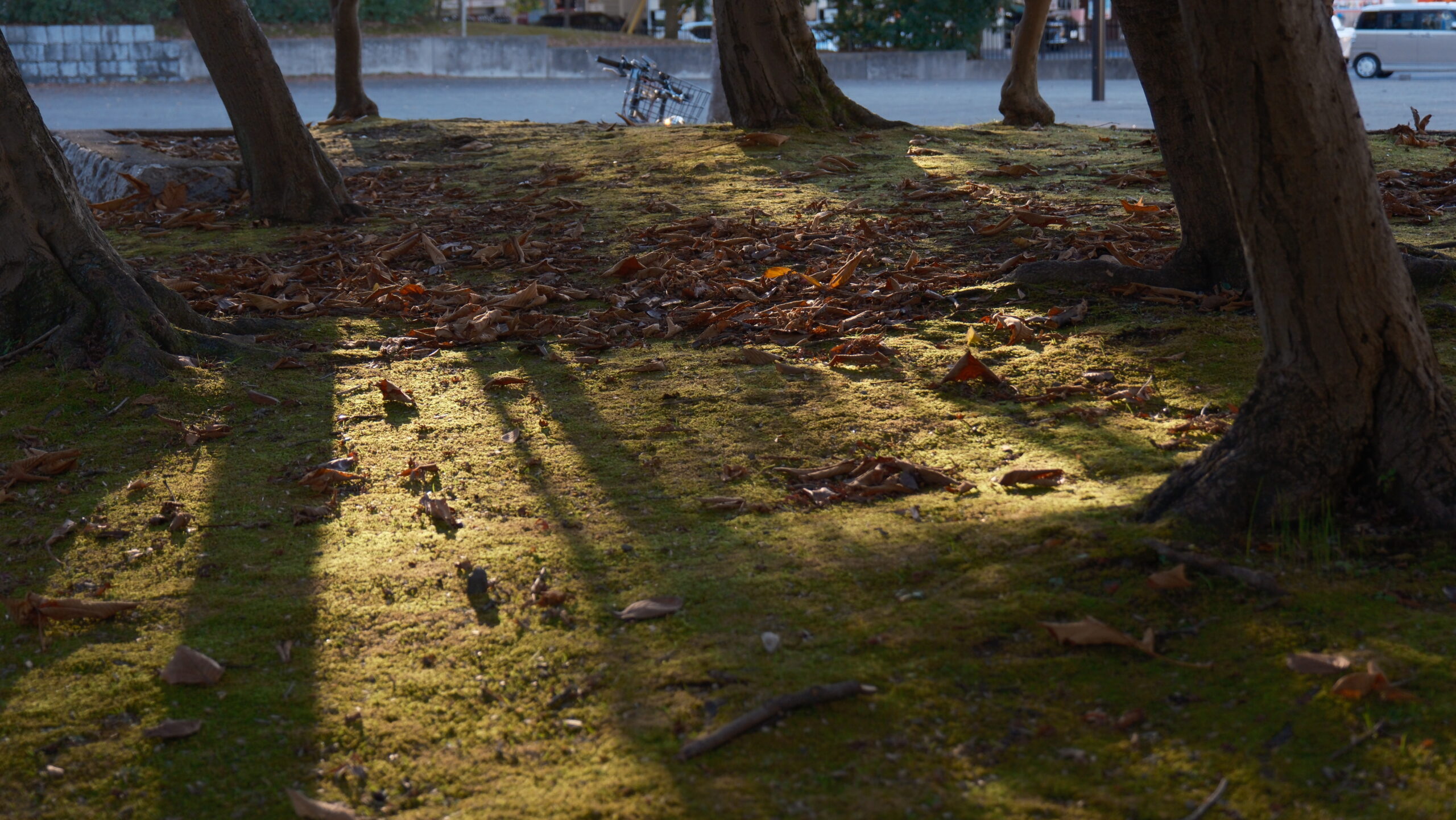 駅東公園 落ち葉と木漏れ日