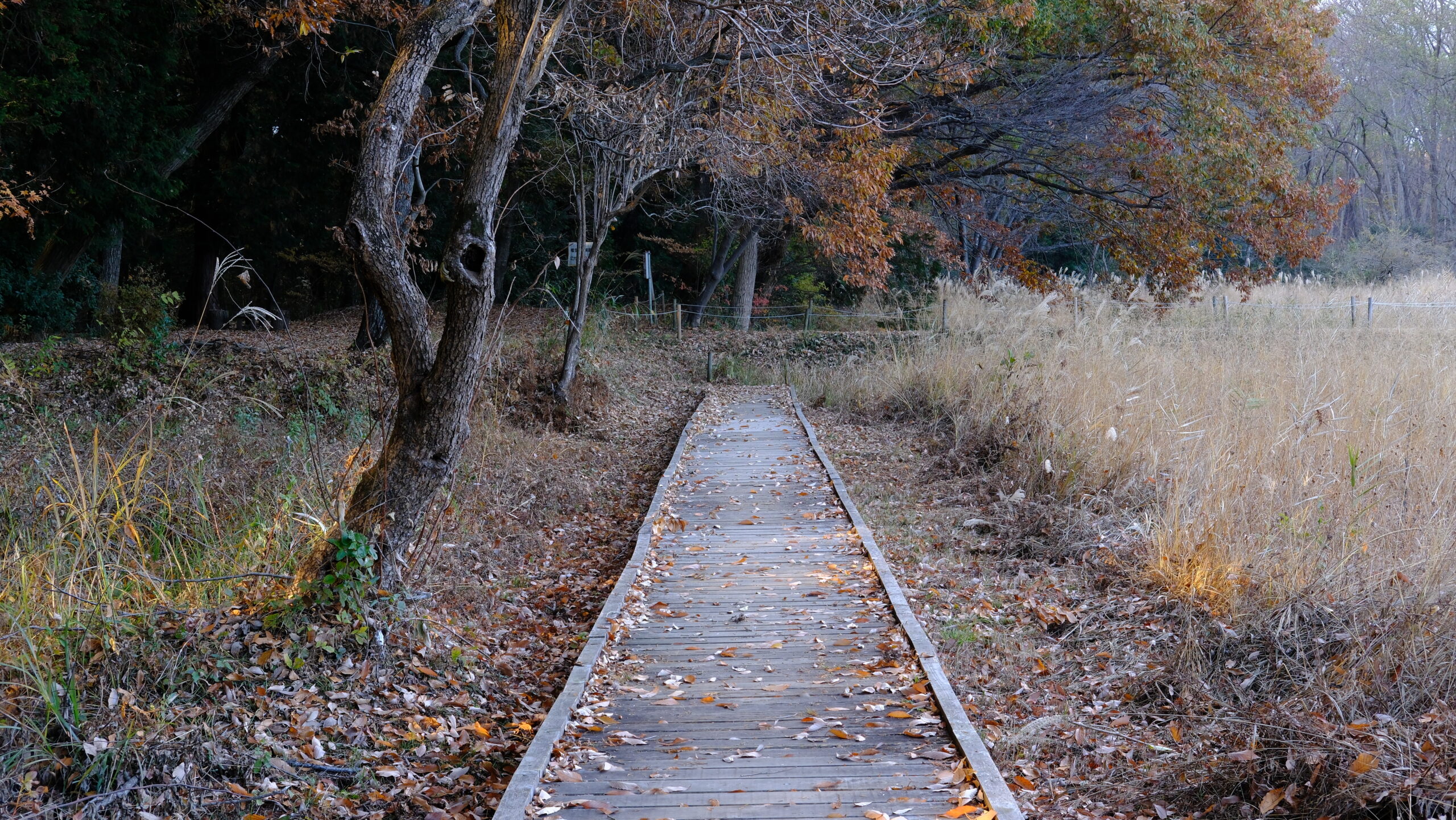 鶴田沼緑地 湿原への道