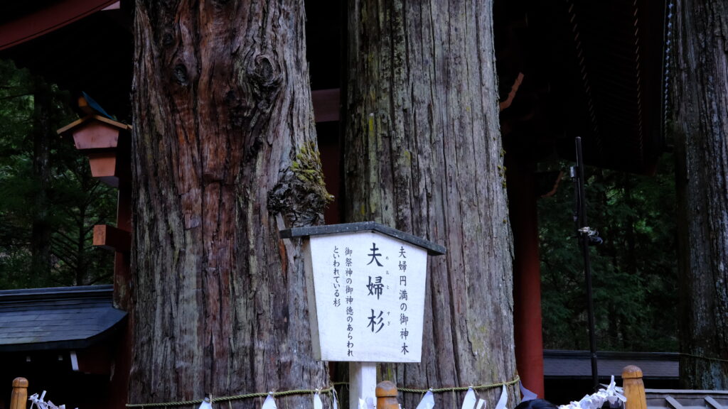 日光二荒山神社 夫婦杉