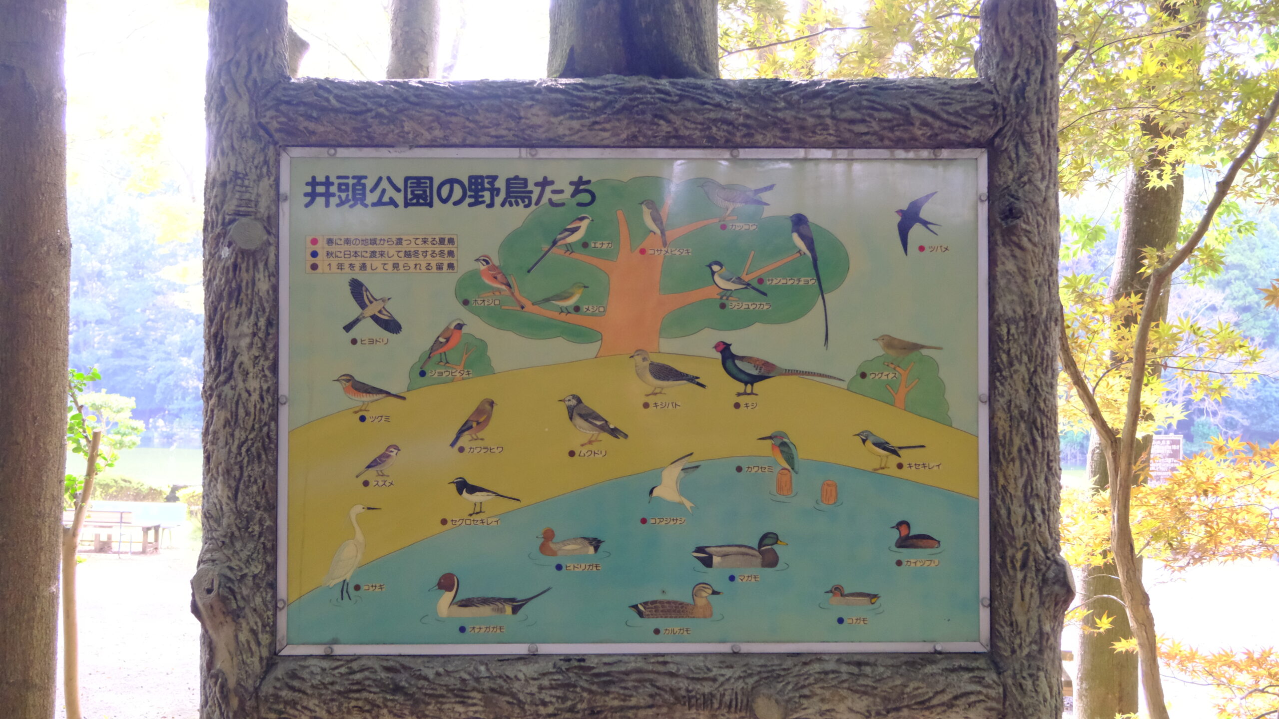 井頭公園　野鳥　マップ