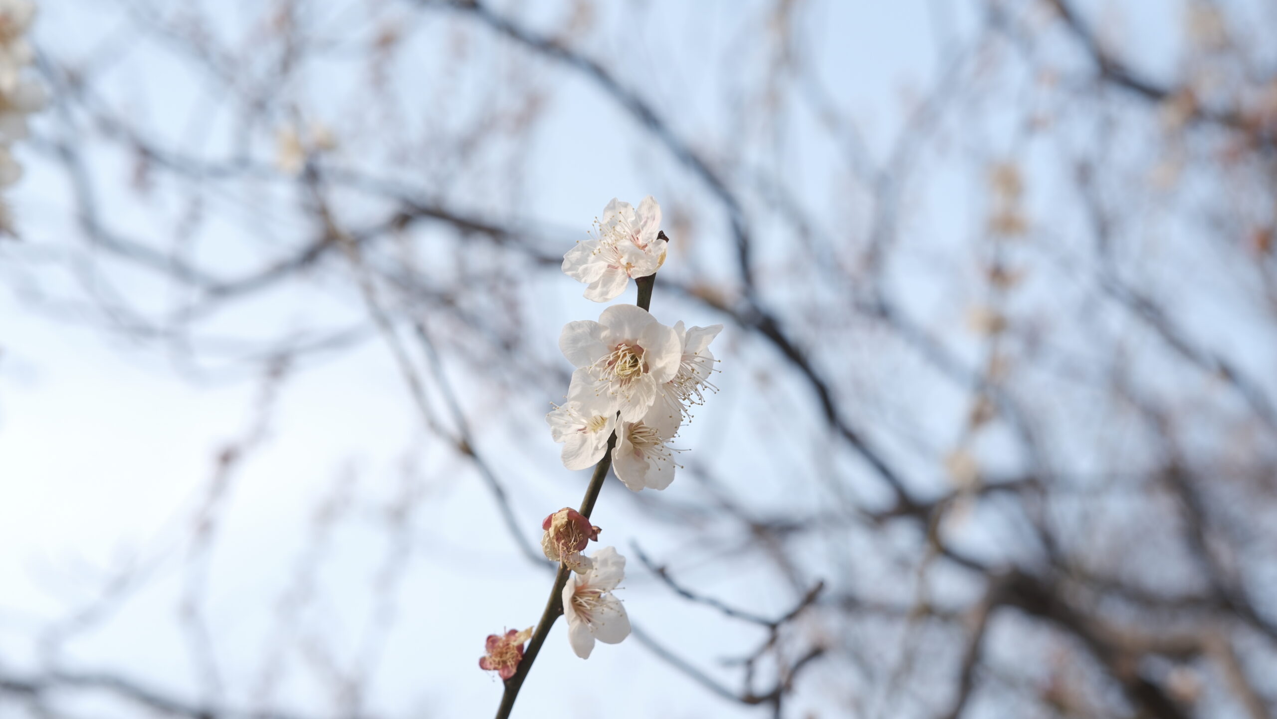 八幡山公園　梅の花