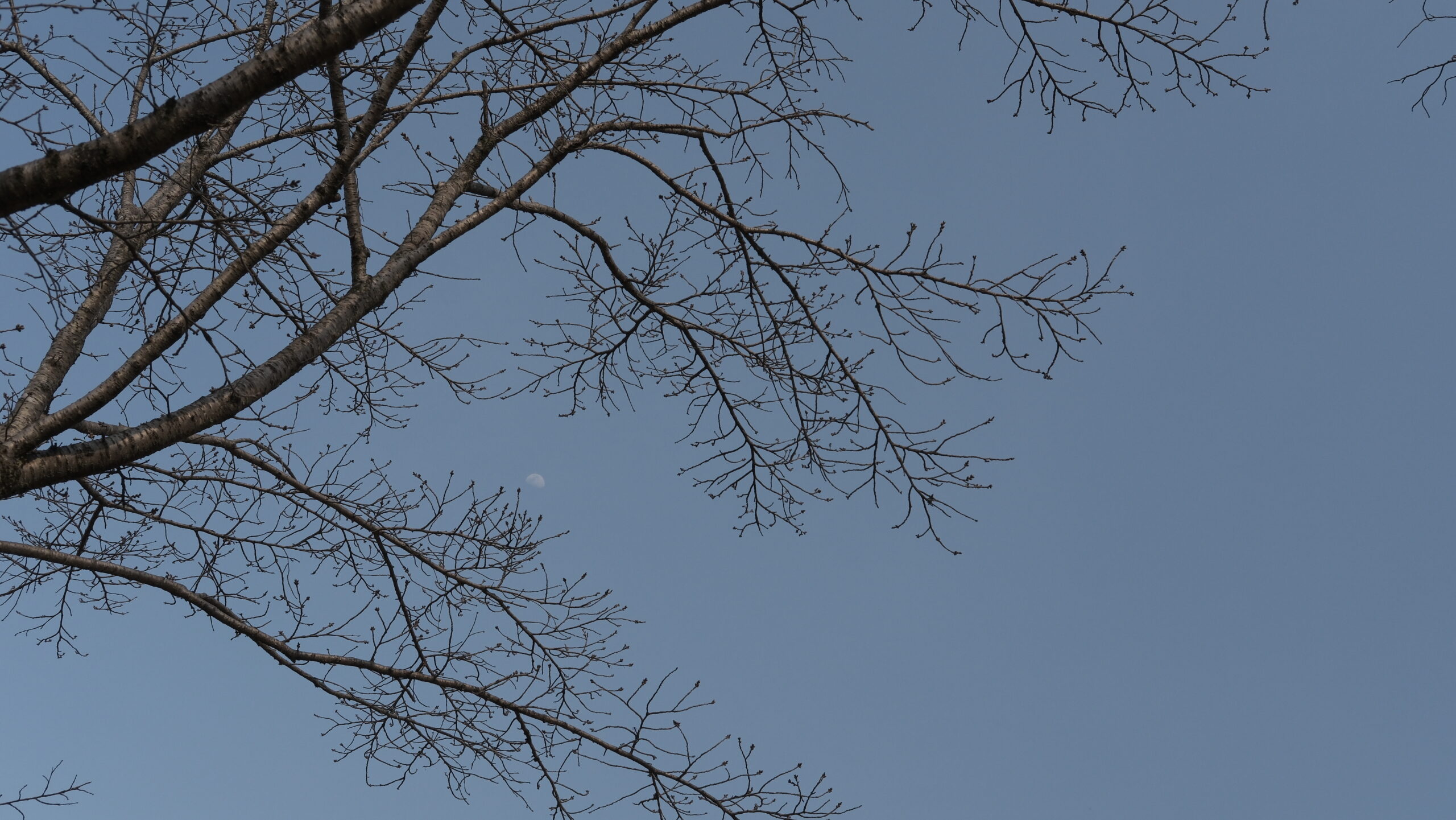 八幡山公園　桜の木