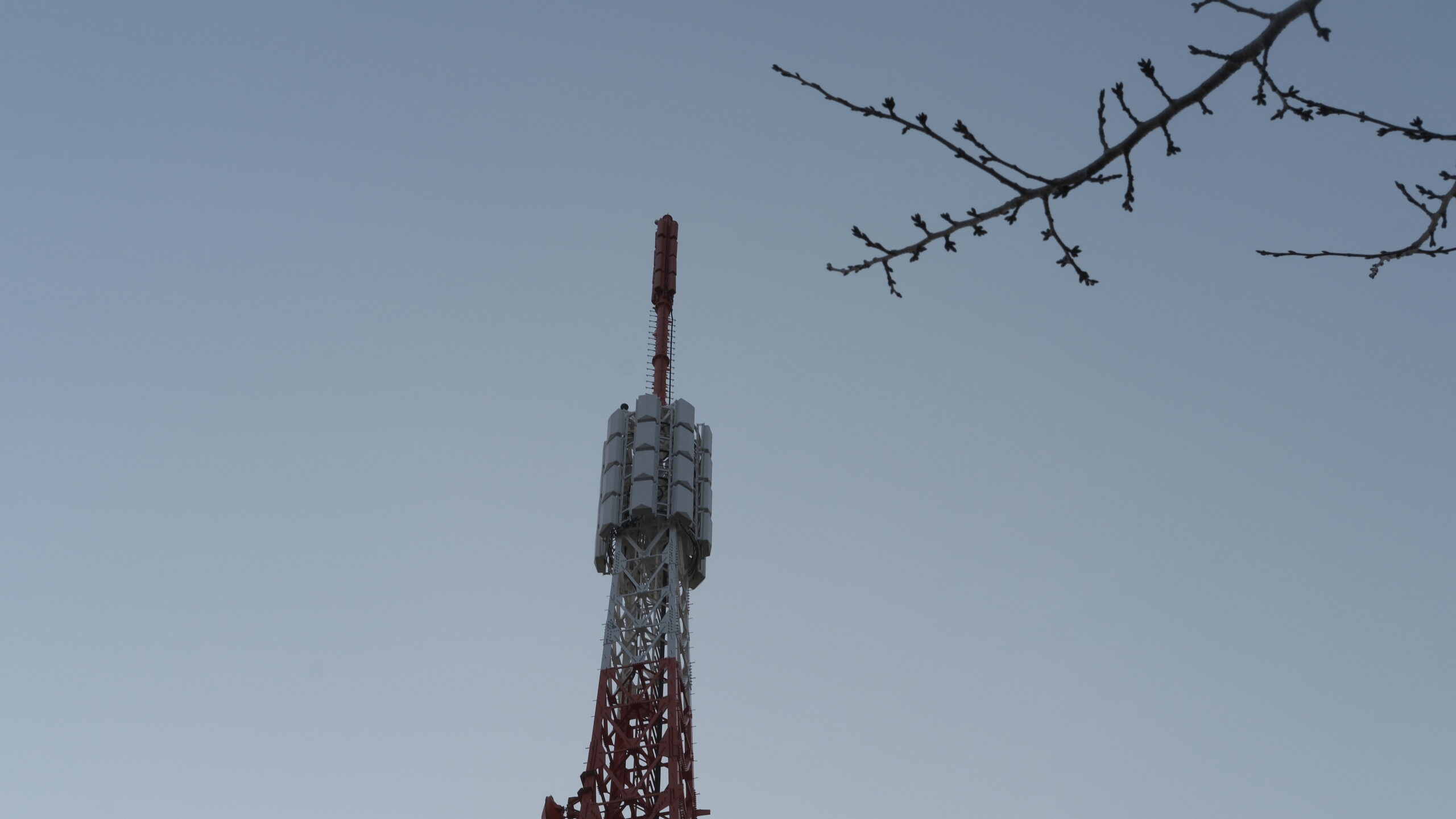 宇都宮タワー　桜の木