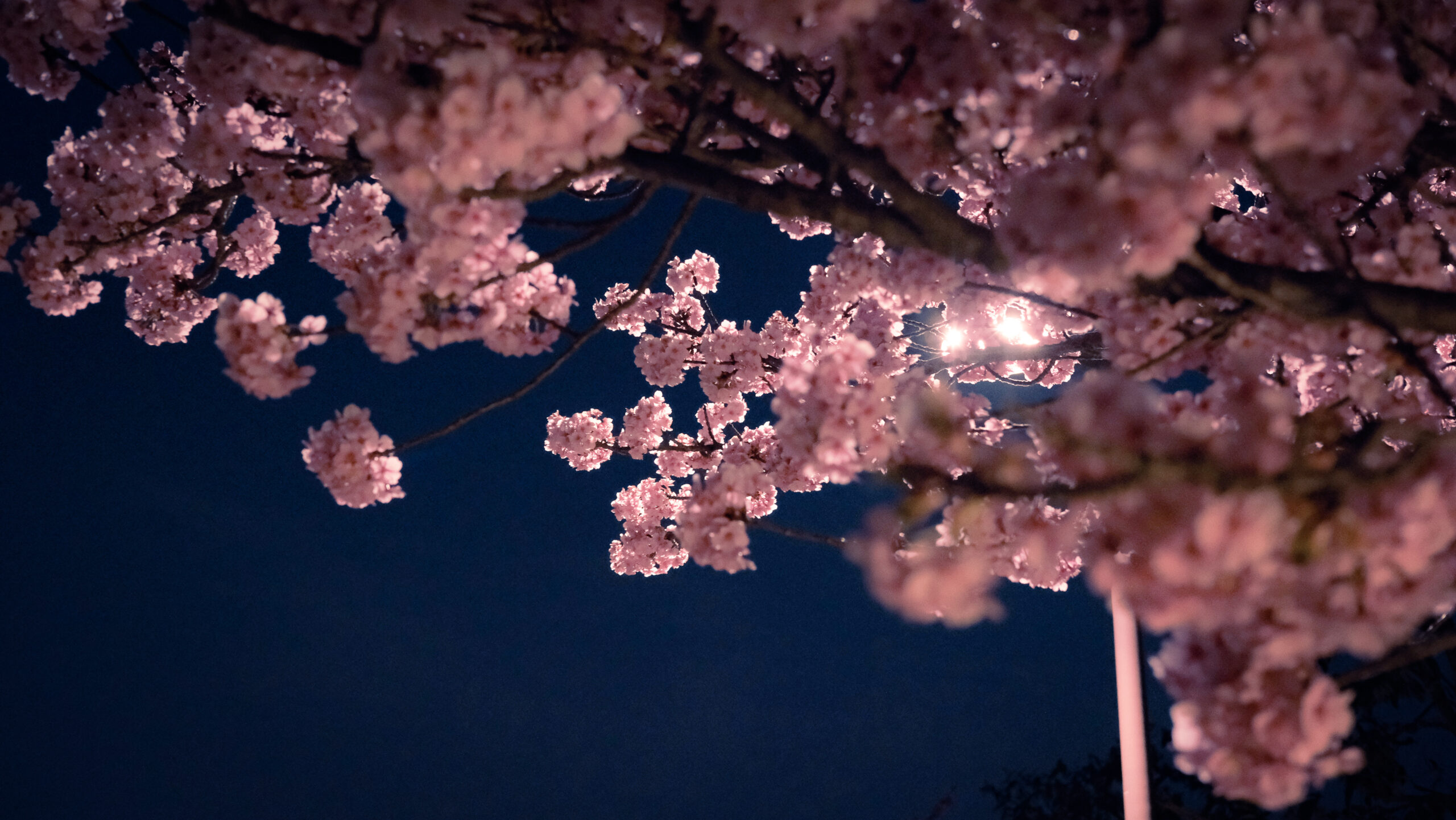 宇都宮　桜　ライトアップ