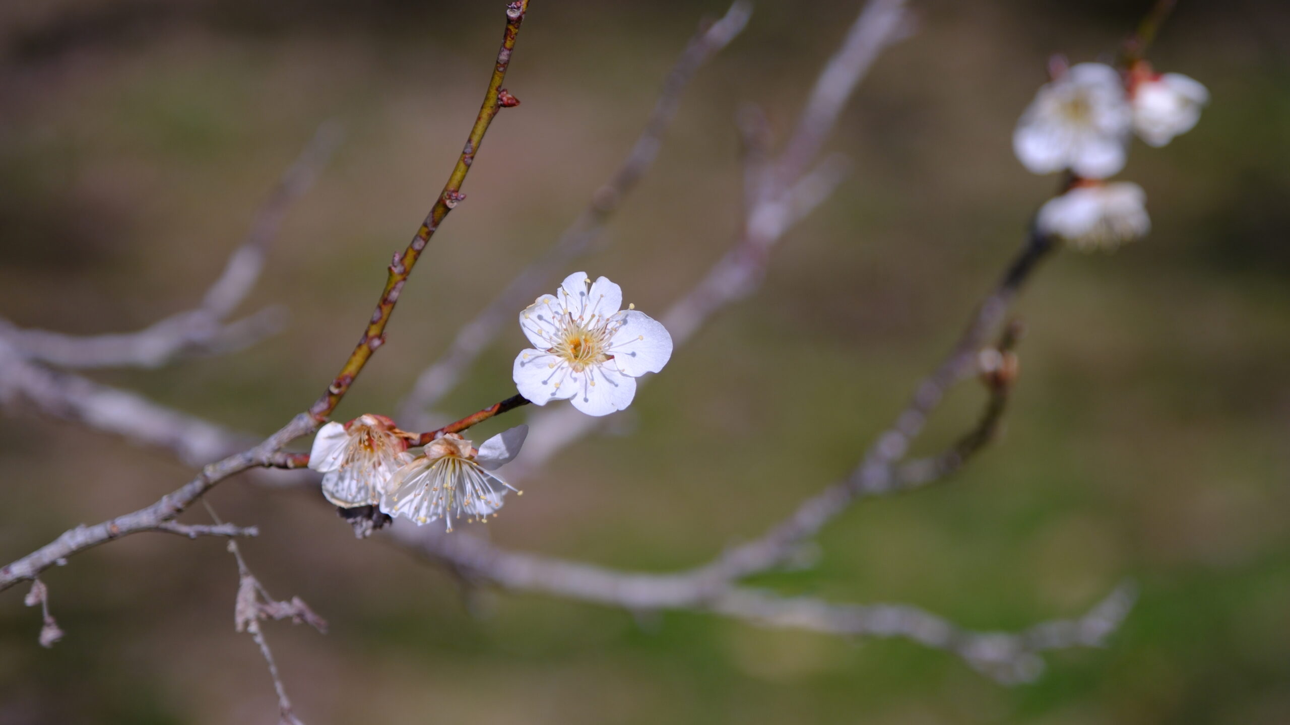 観音山梅の里梅園　梅の花