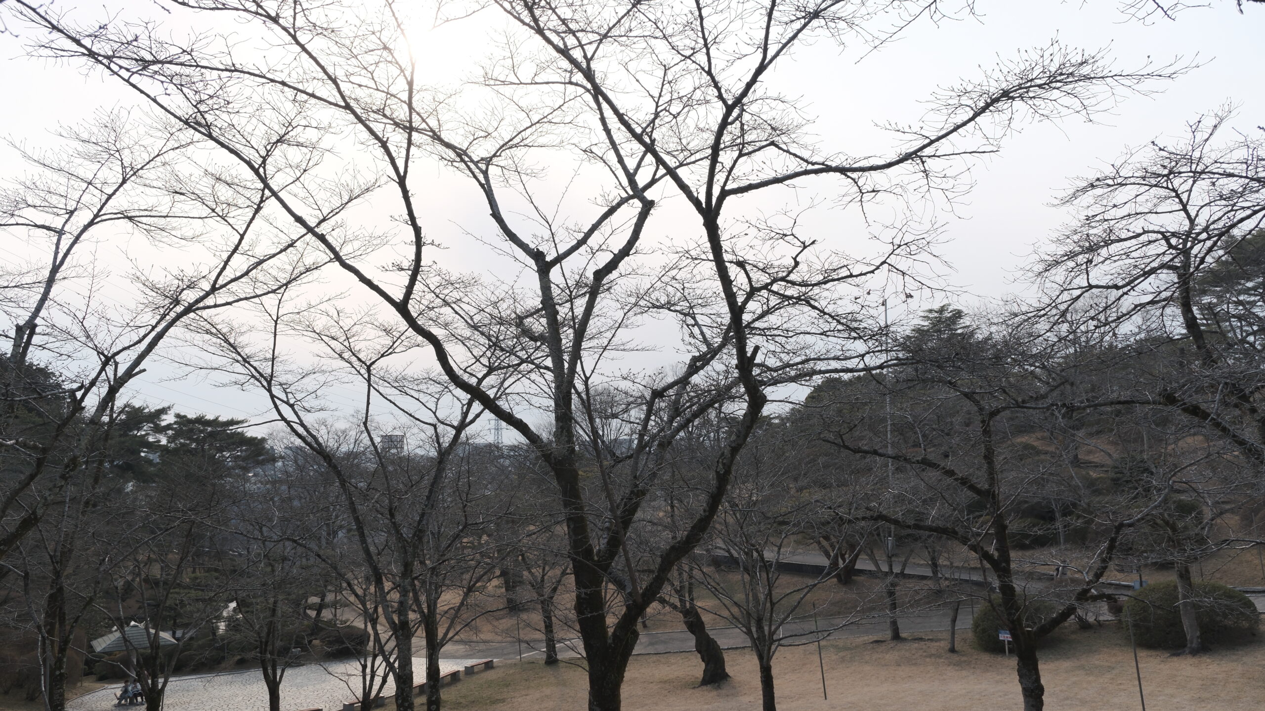 八幡山公園　桜の木