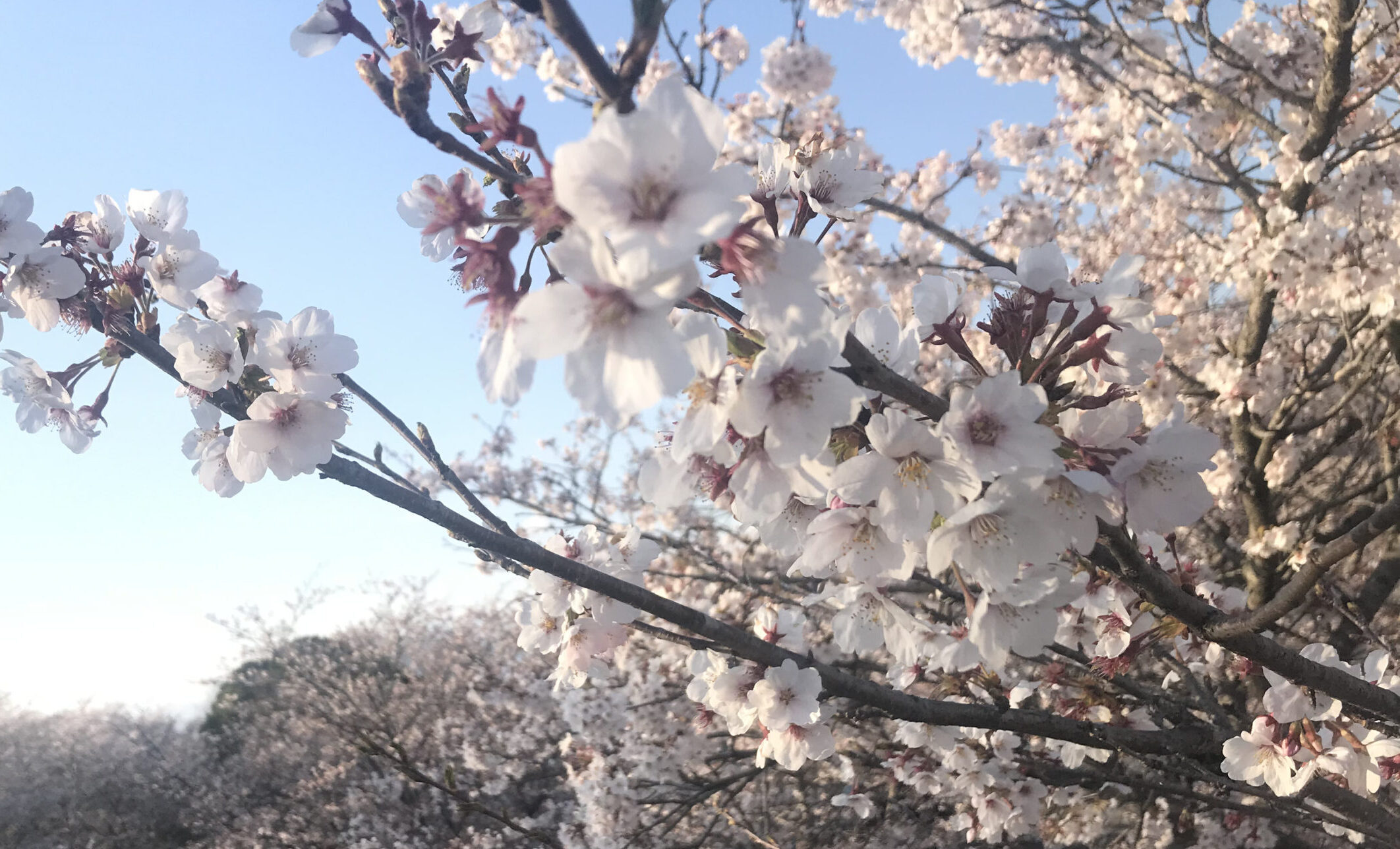 お丸山公園　桜