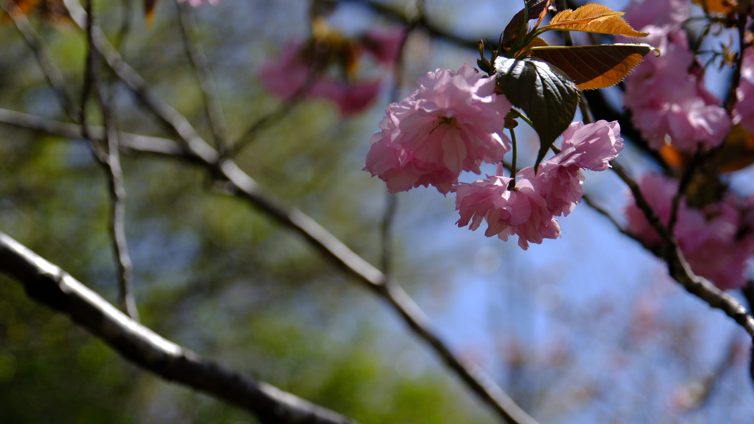 記念樹の森　桜