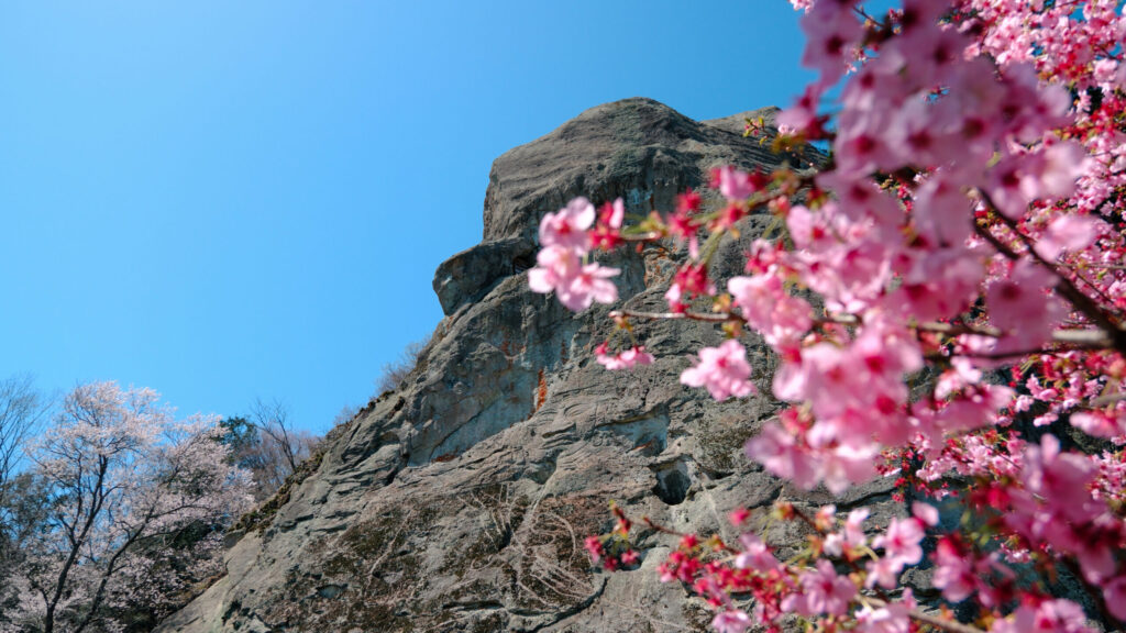 佐貫石仏 桜