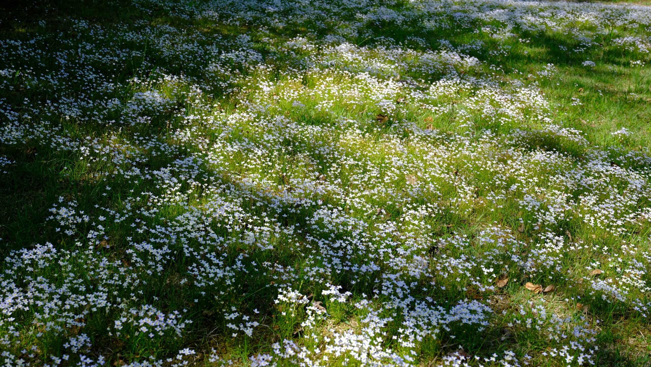 日光植物園 ヒナソウの絨毯