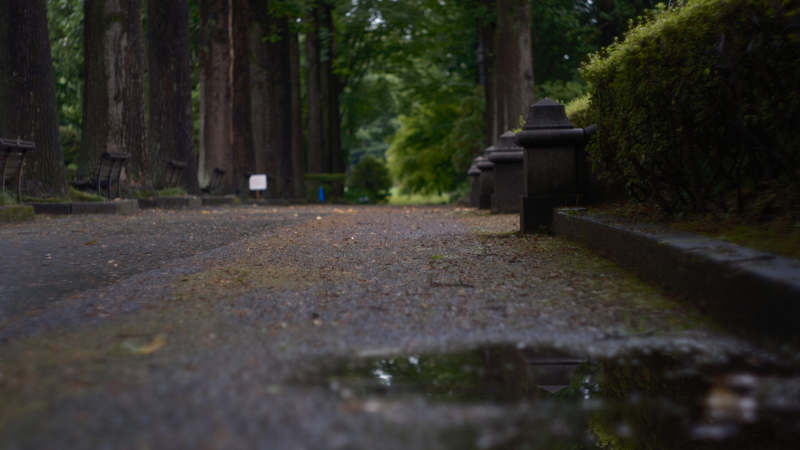 栃木県中央公園 梅雨