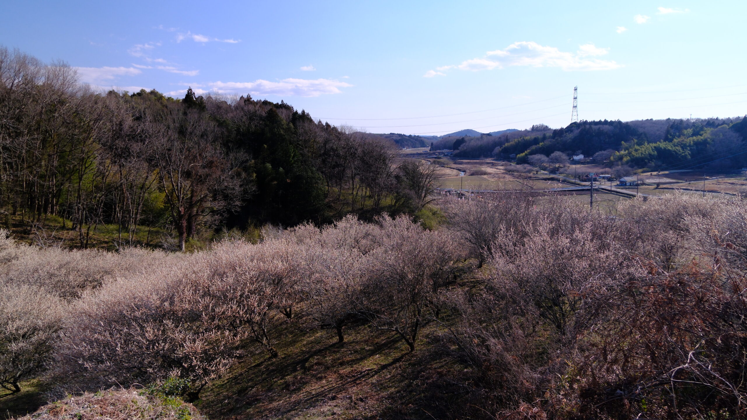 村上城跡　梅園