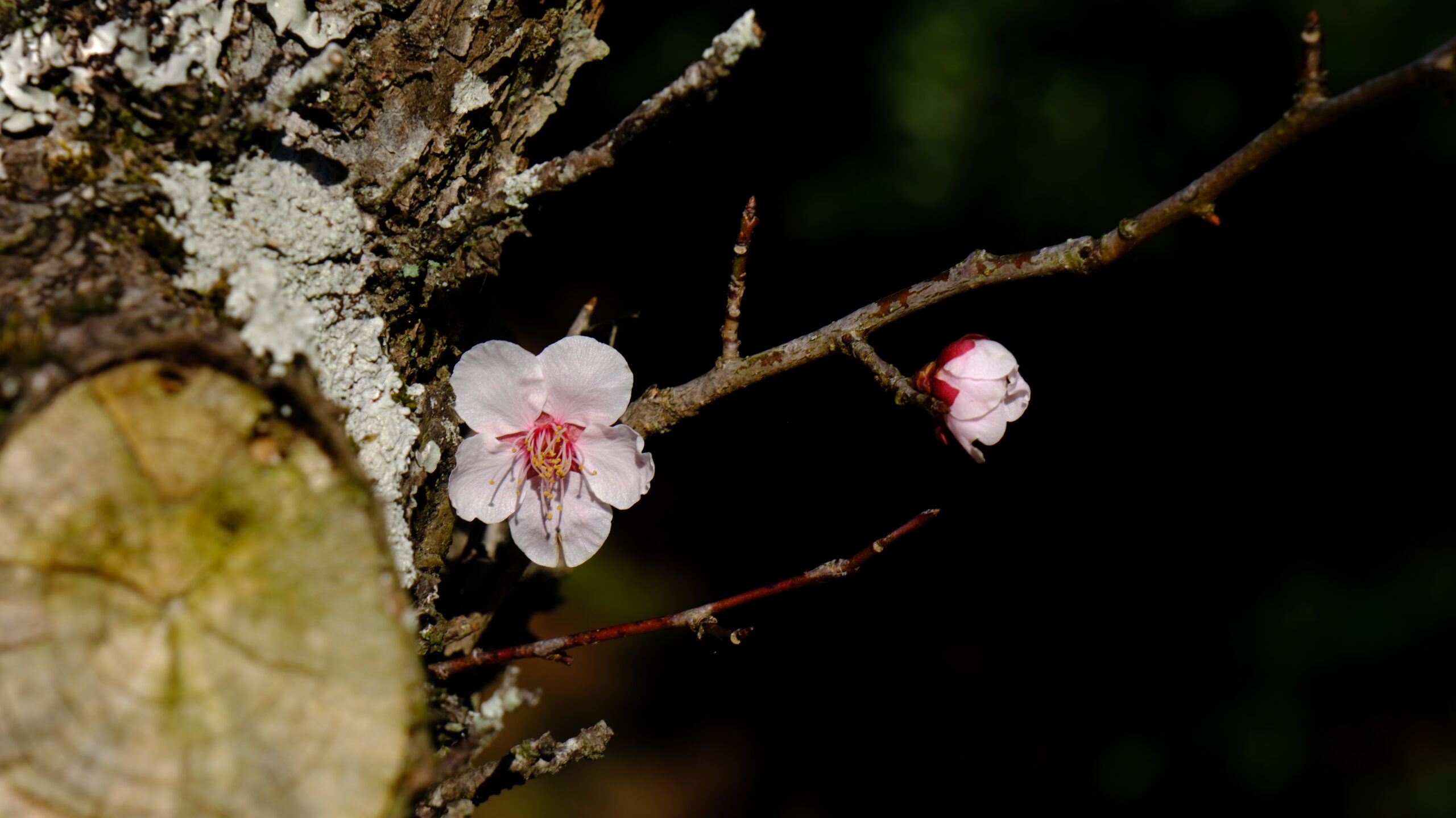 村上城跡　桜