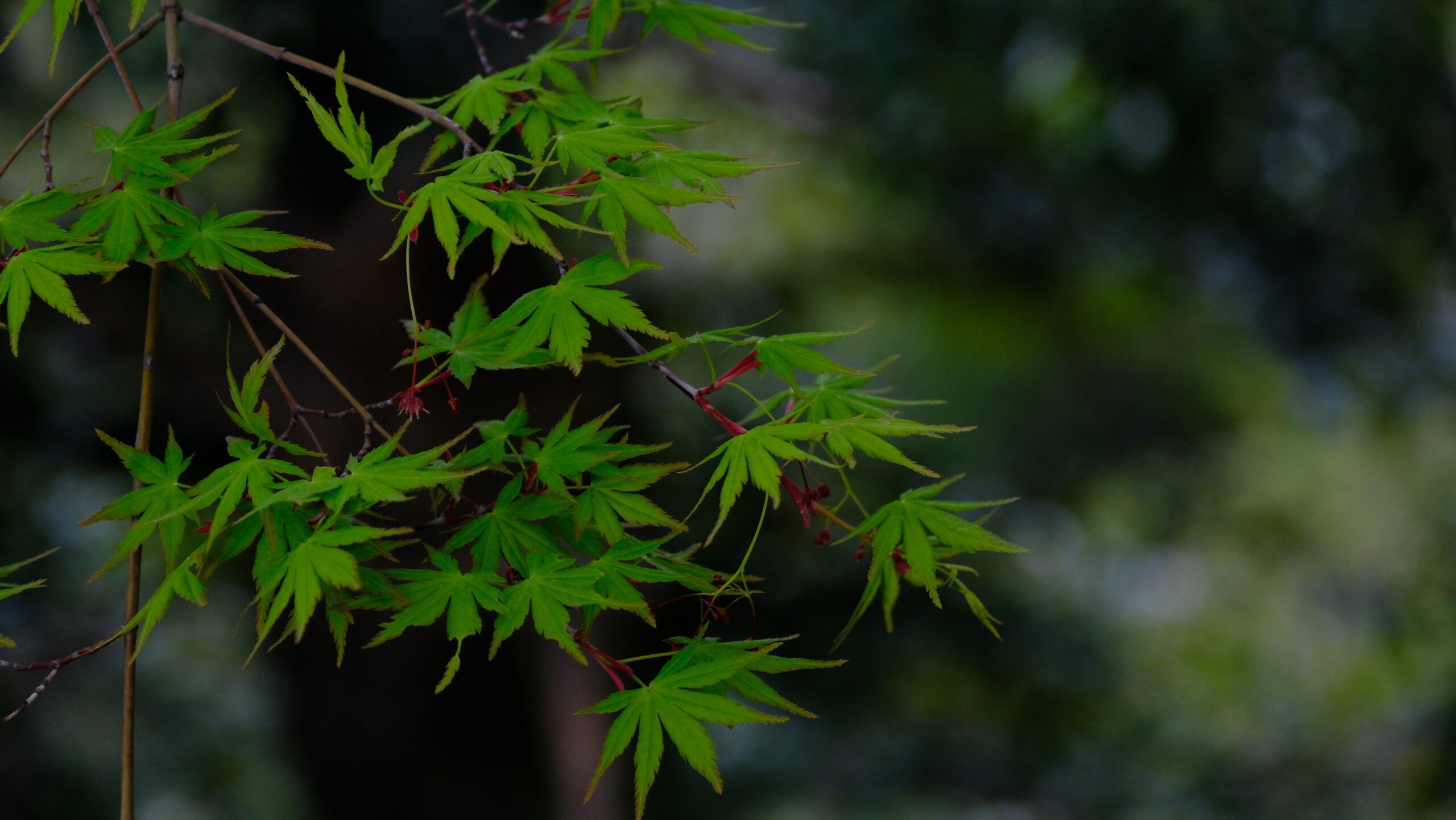 足利織姫神社　紅葉