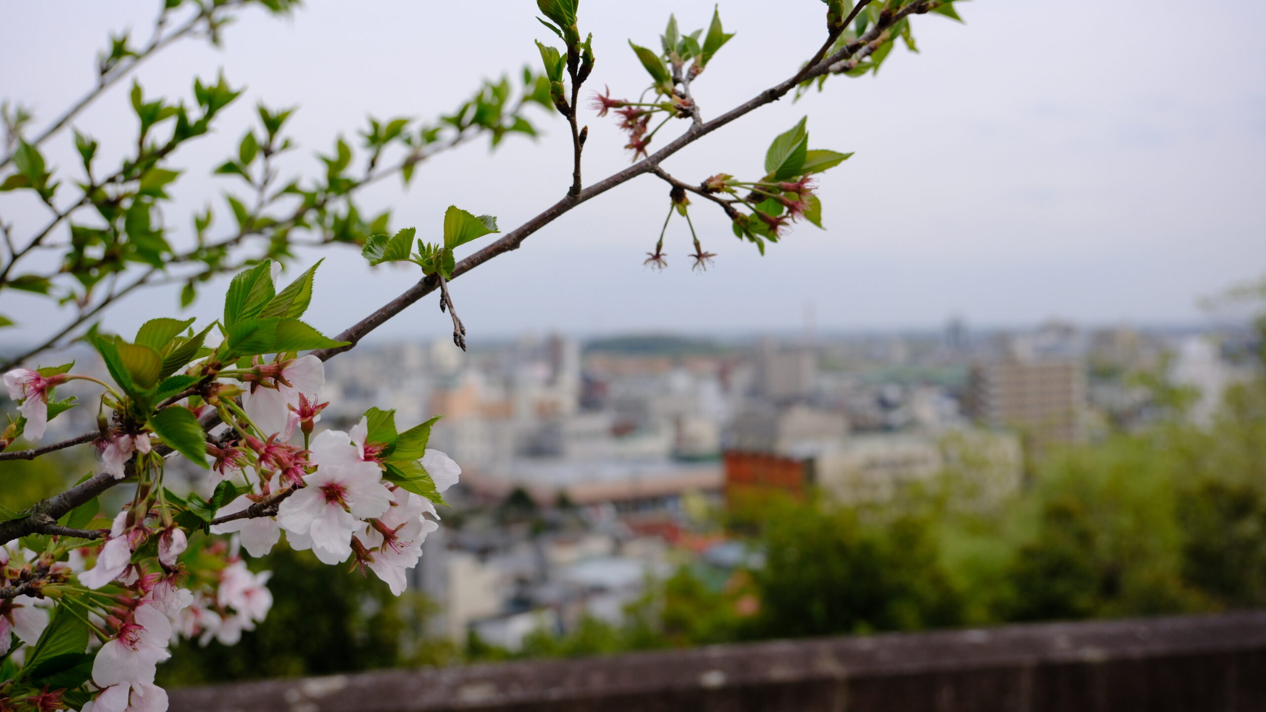 足利織姫神社　桜