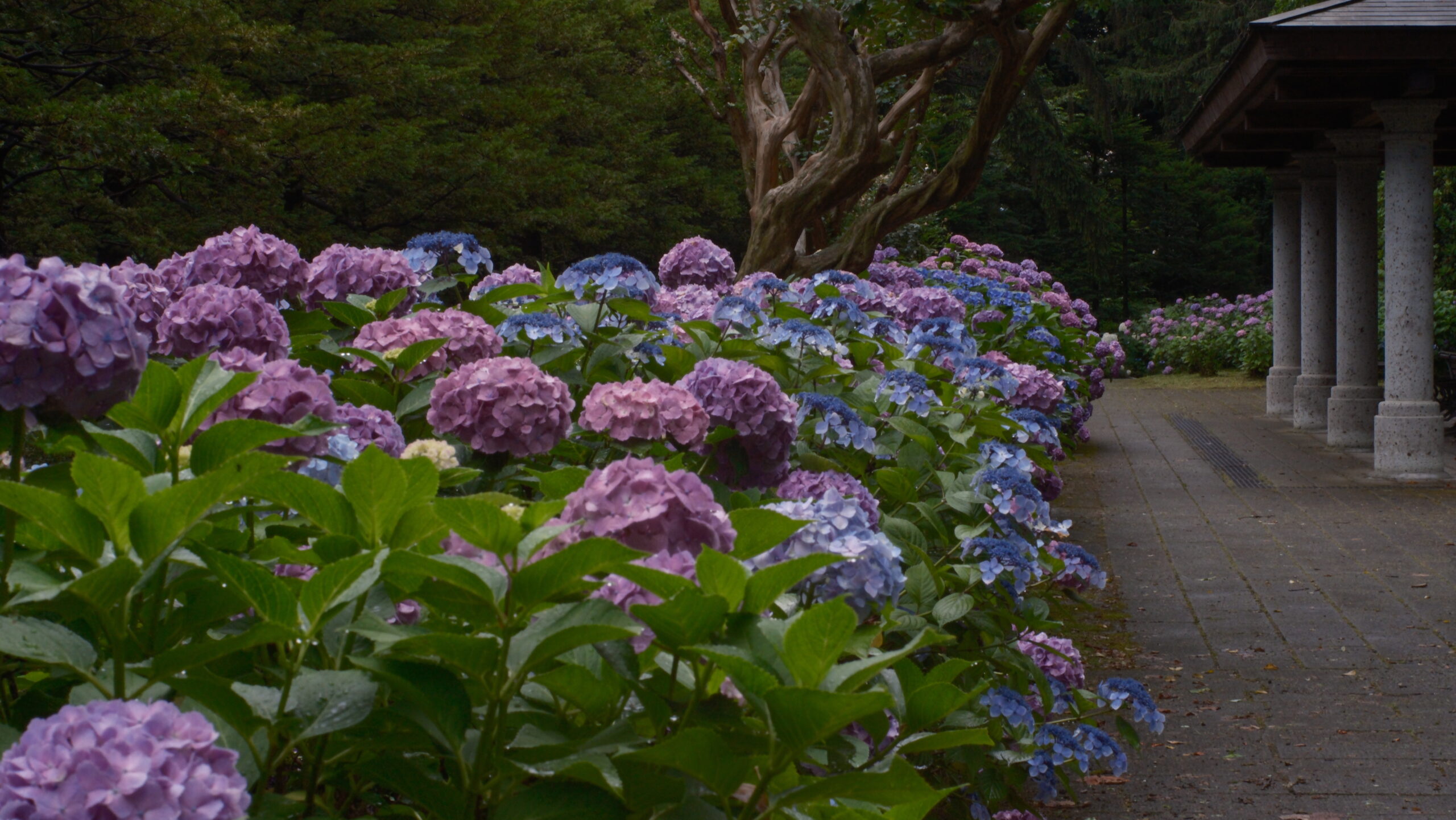 栃木県中央公園 北テラス