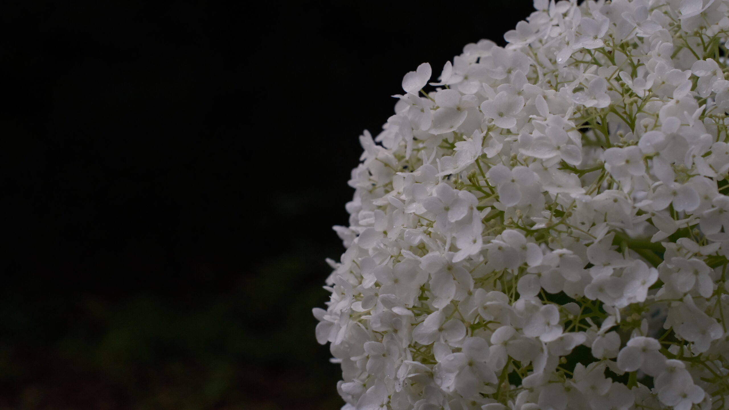 栃木県中央公園 北テラスの紫陽花