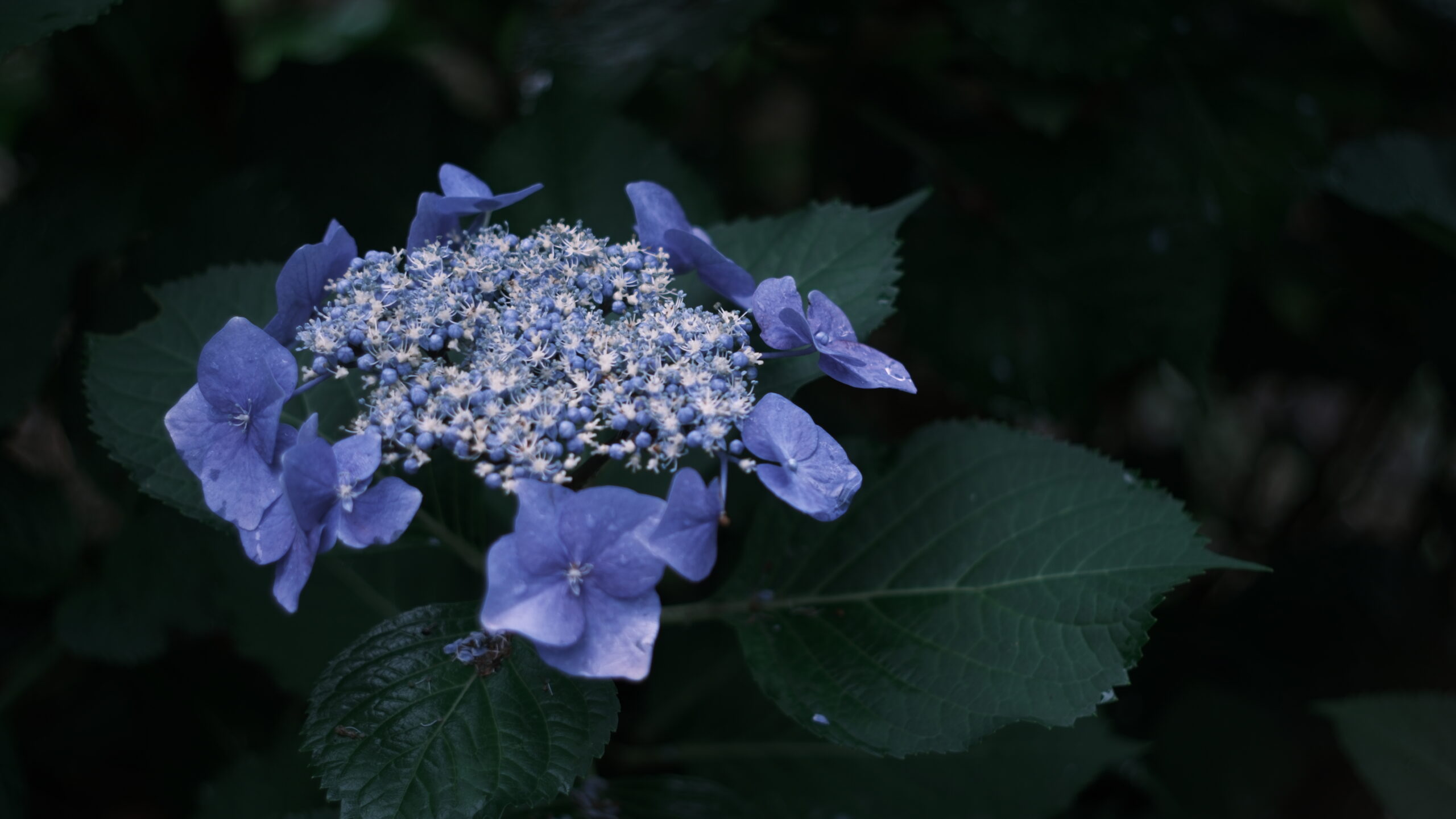 栃木県中央公園 紫陽花