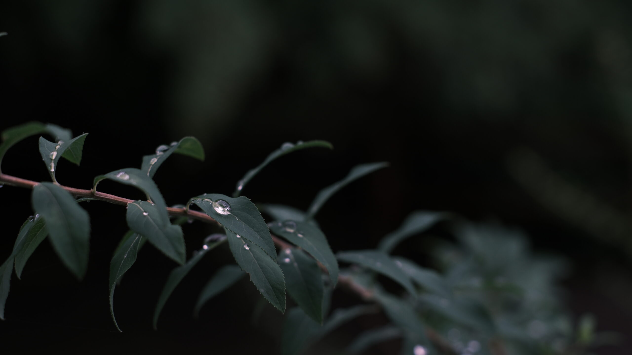 栃木県中央公園 雫