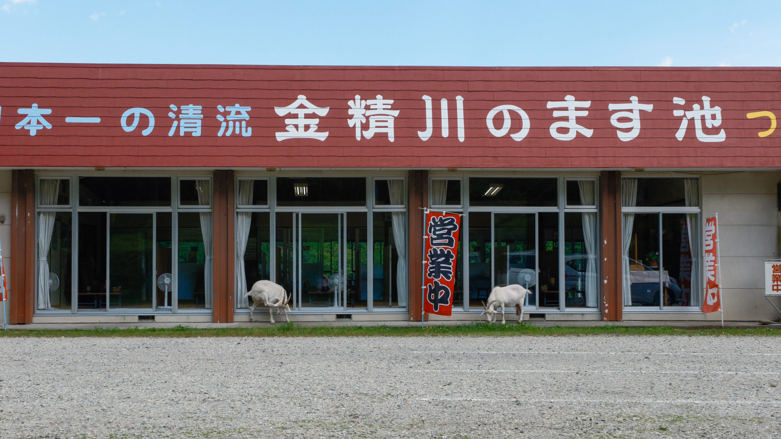 金精川のます池 やぎ