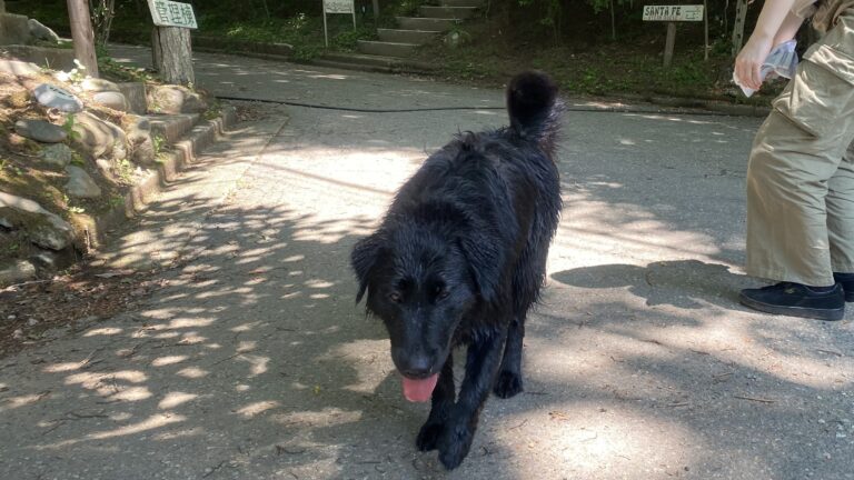 那須クイーンズマウンテン　キャンプ　犬