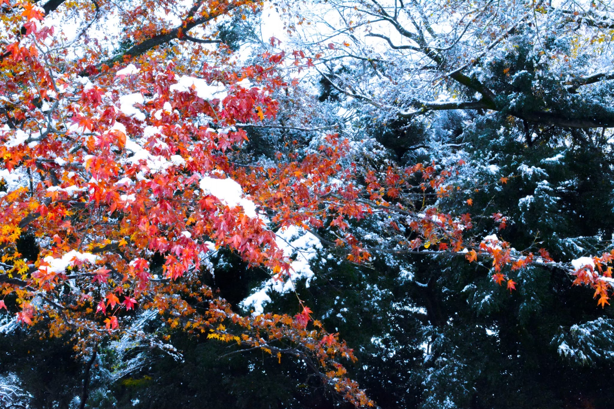 城山公園　小山