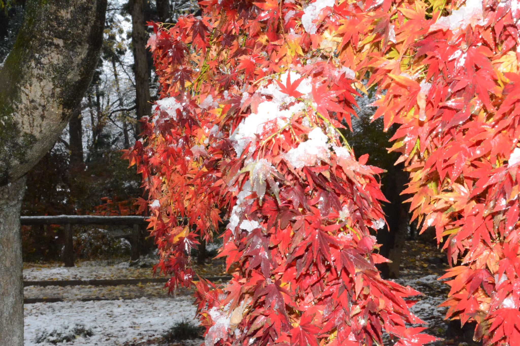 城山公園　小山　紅葉