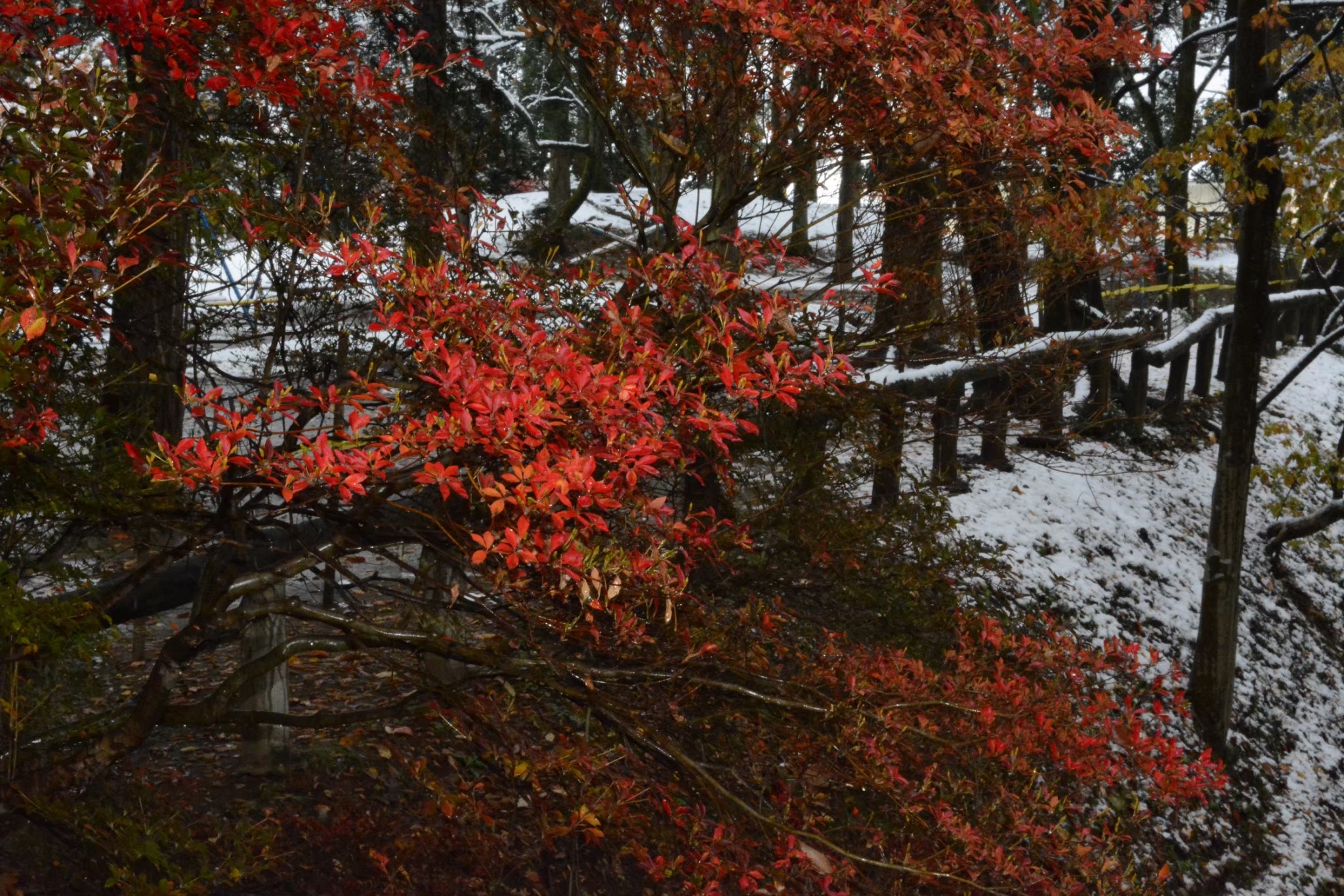 城山公園　小山市　紅葉