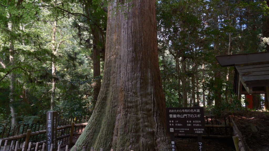 雲巌寺山門下のスギ