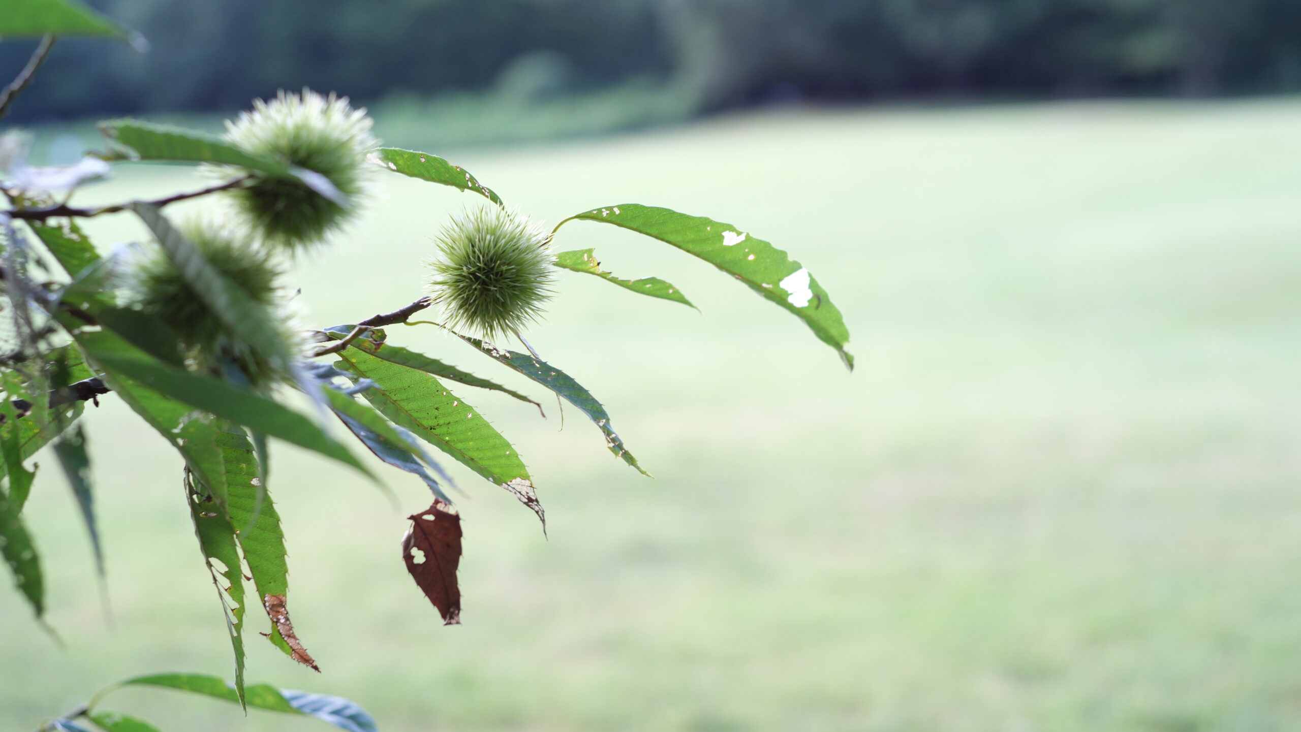 うつのみや文化の森　栗