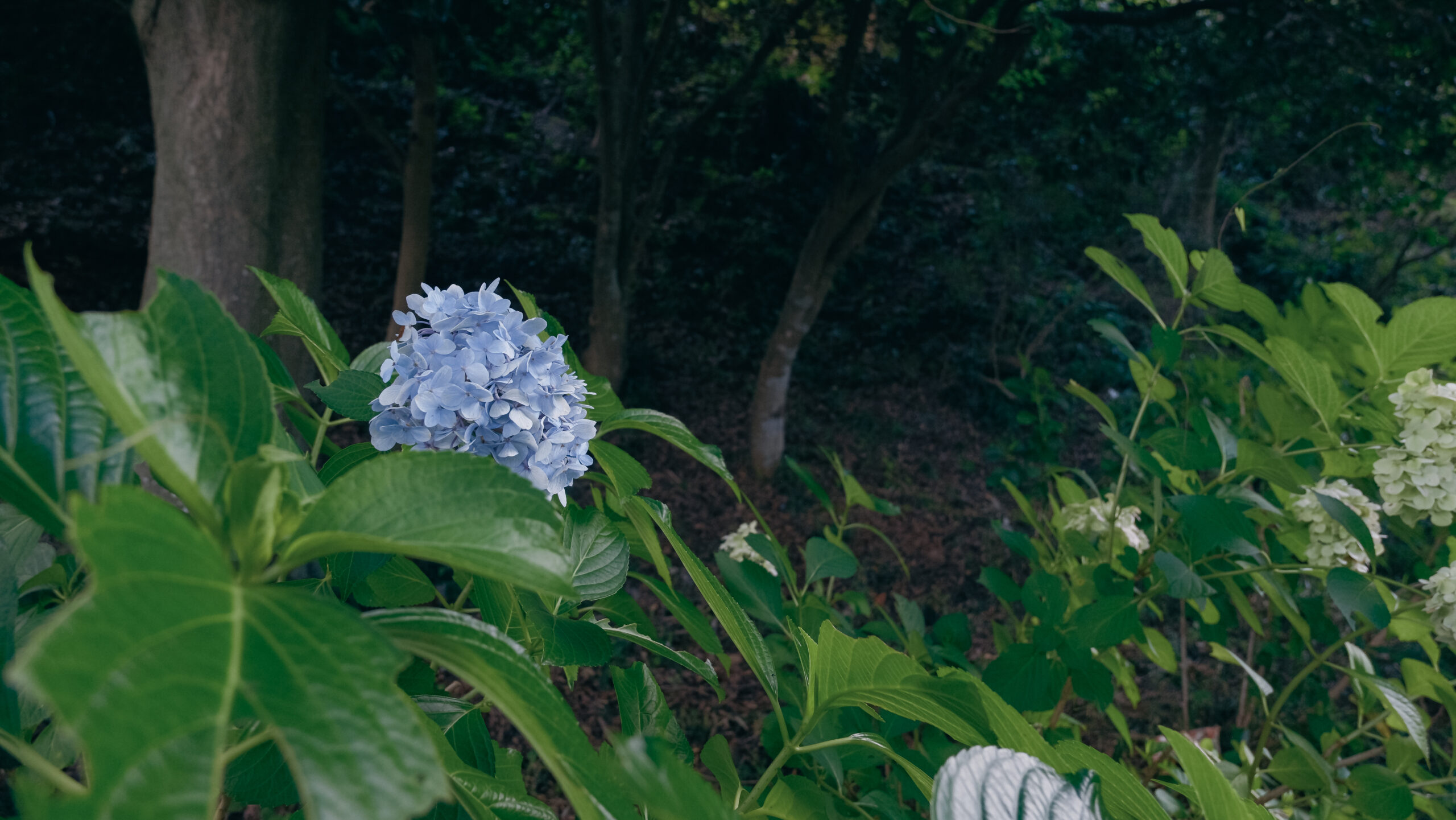 城山公園　茂木町　紫陽花