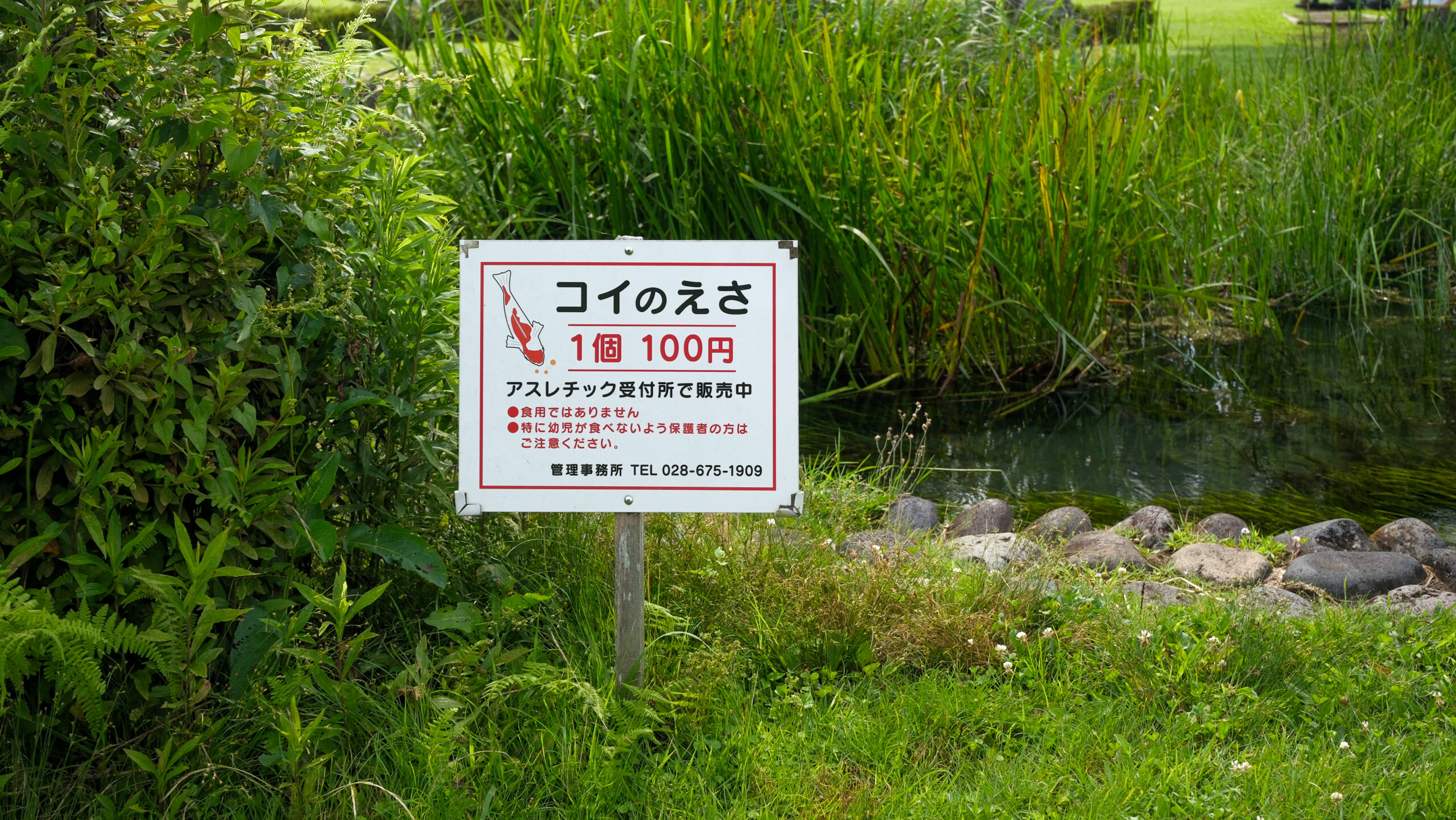 鬼怒グリーンパーク　水上アスレチック　鯉のエサ