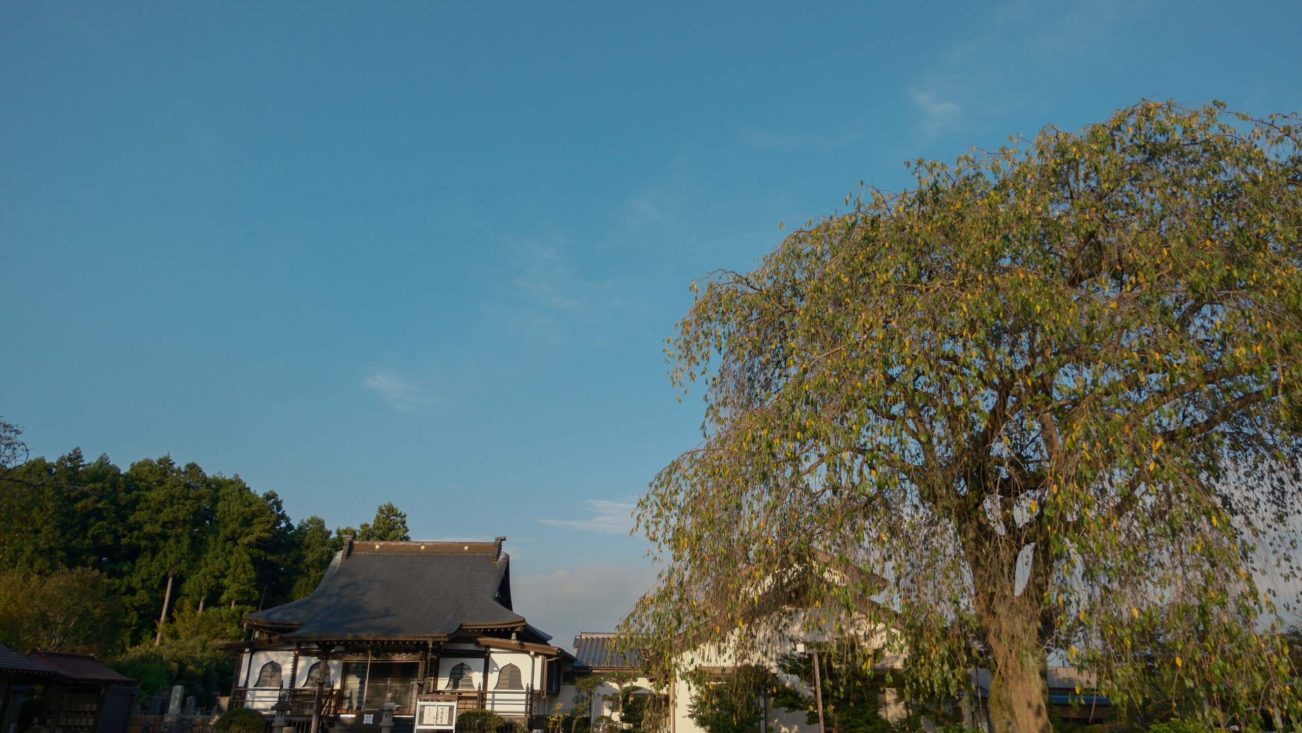 妙福寺　本堂と枝垂れ桜