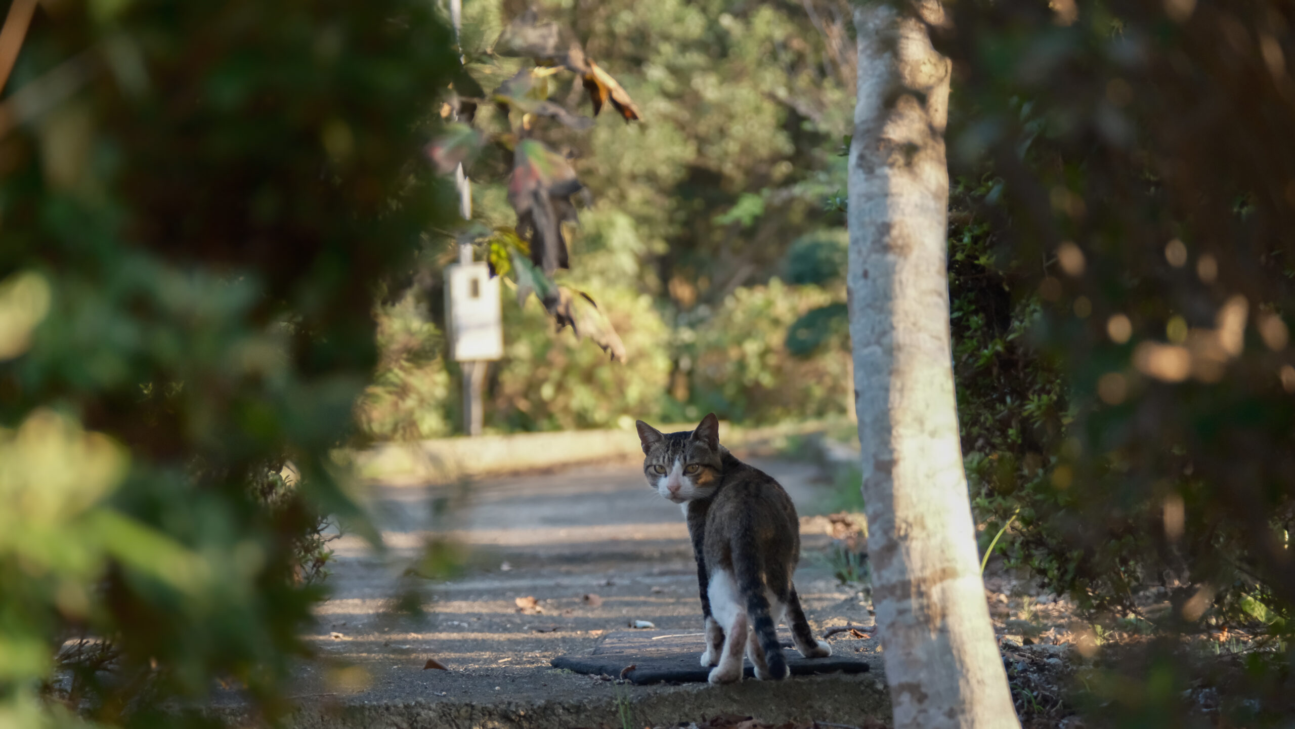 妙福寺　猫