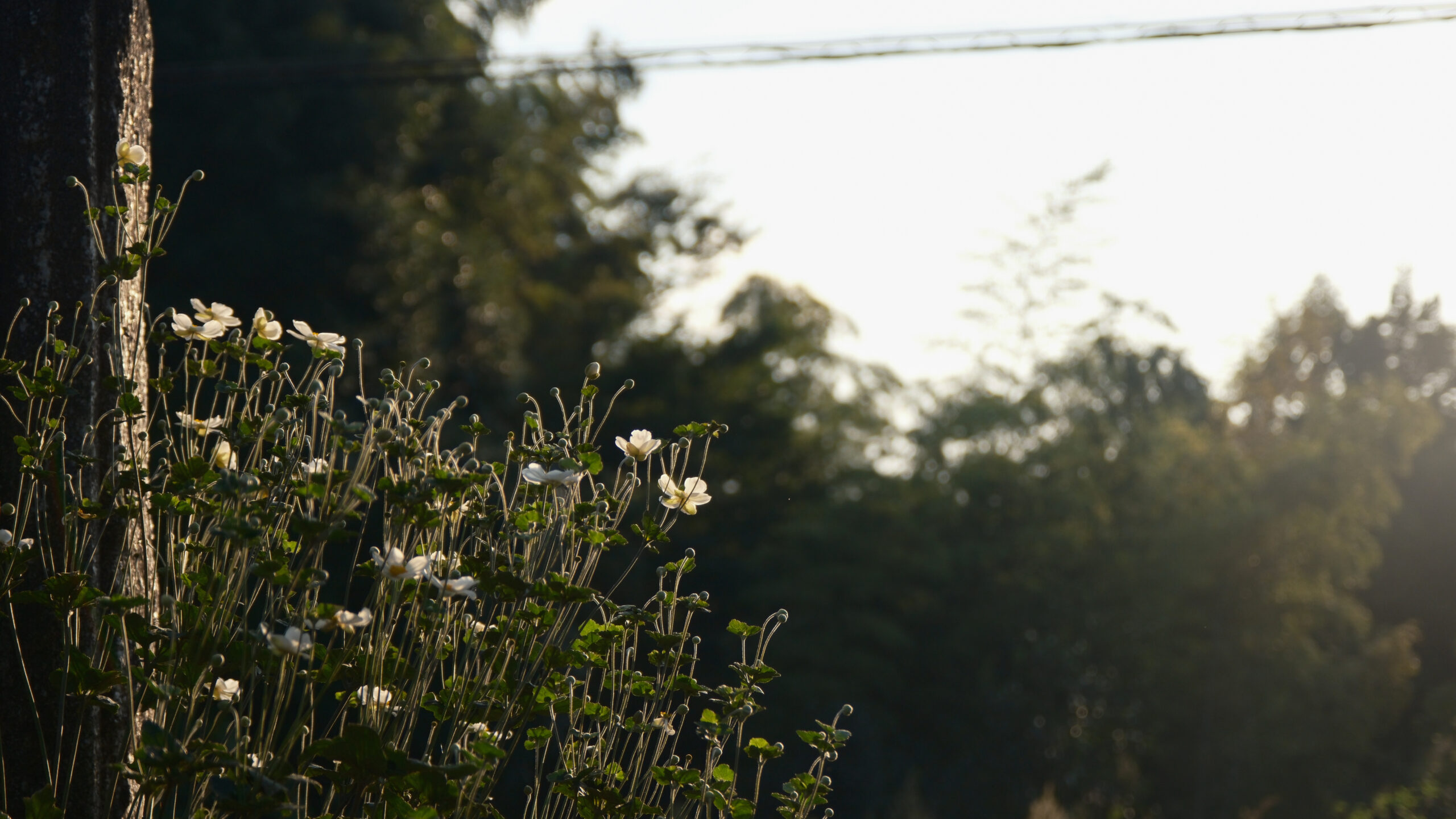 妙福寺　秋明菊