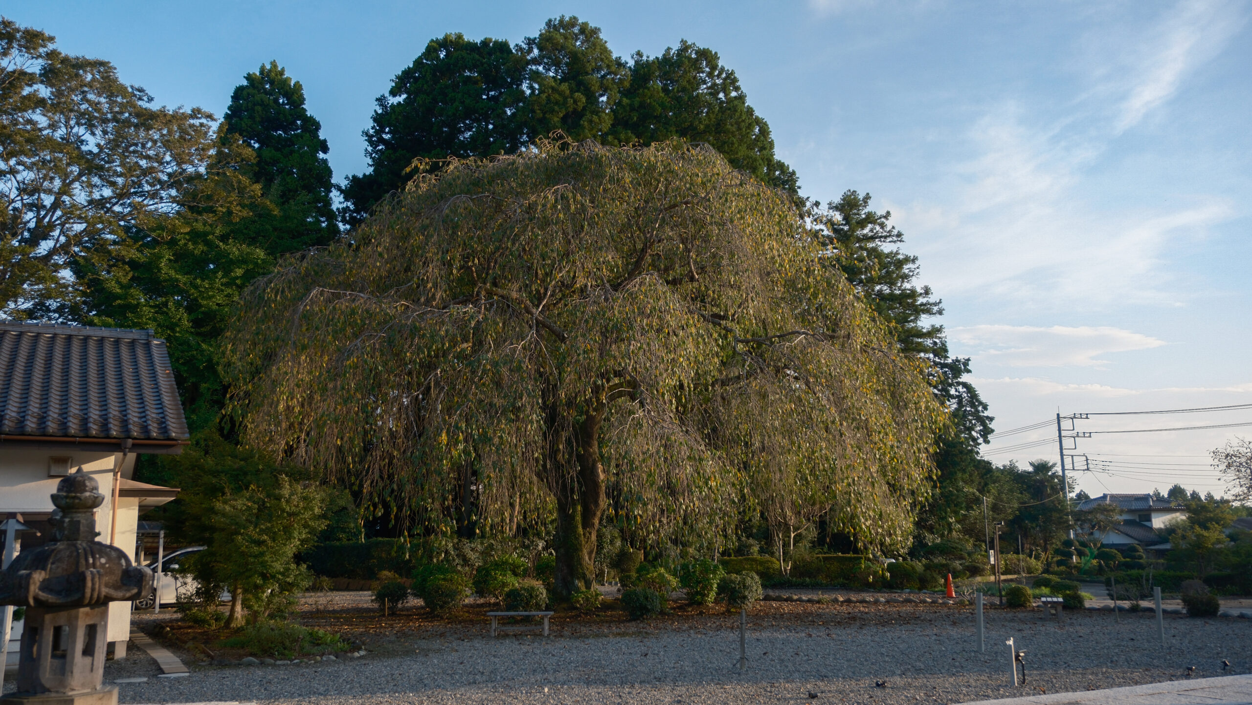 妙福寺　枝垂れ桜