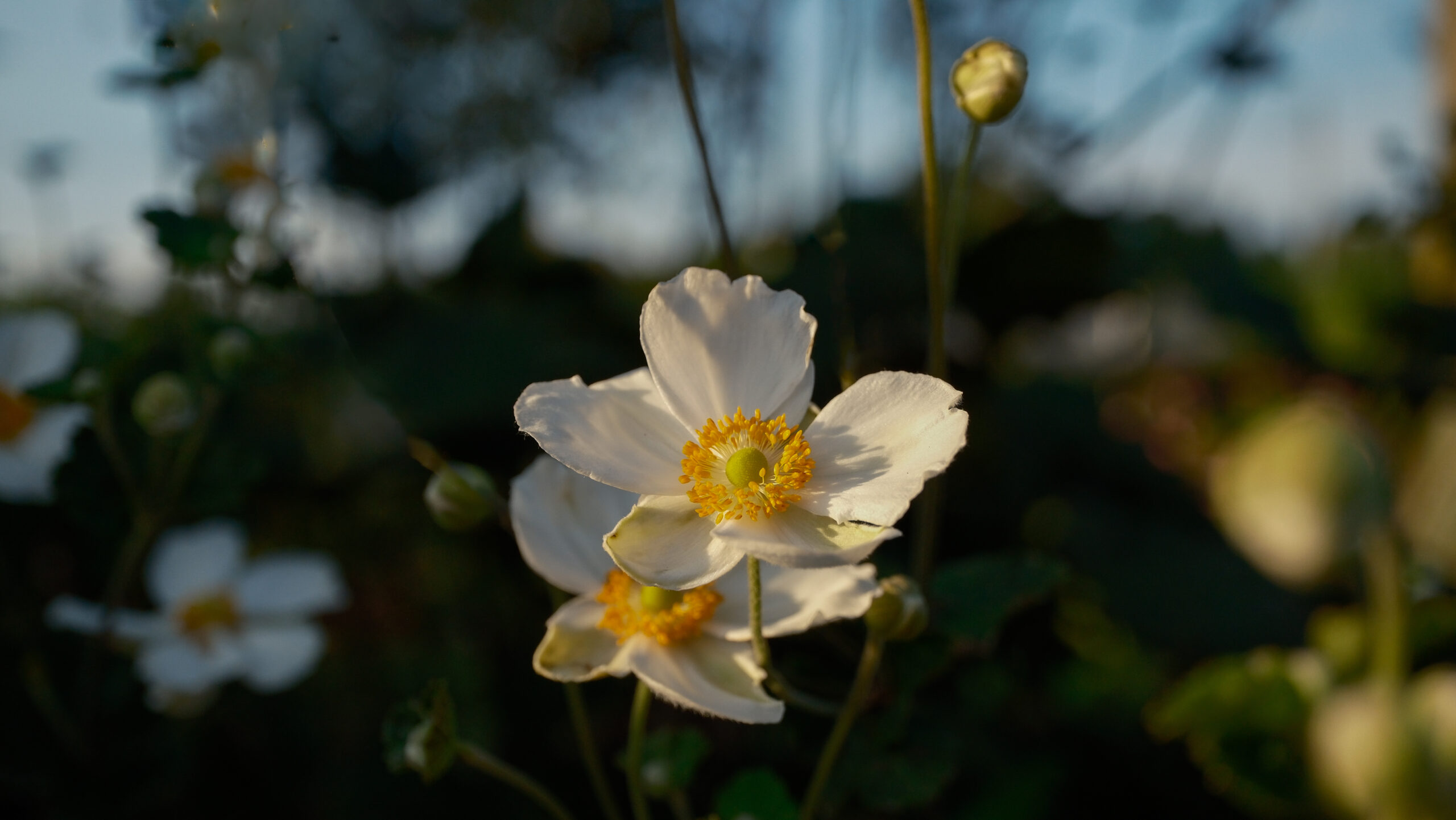 妙福寺　高根沢　秋明菊