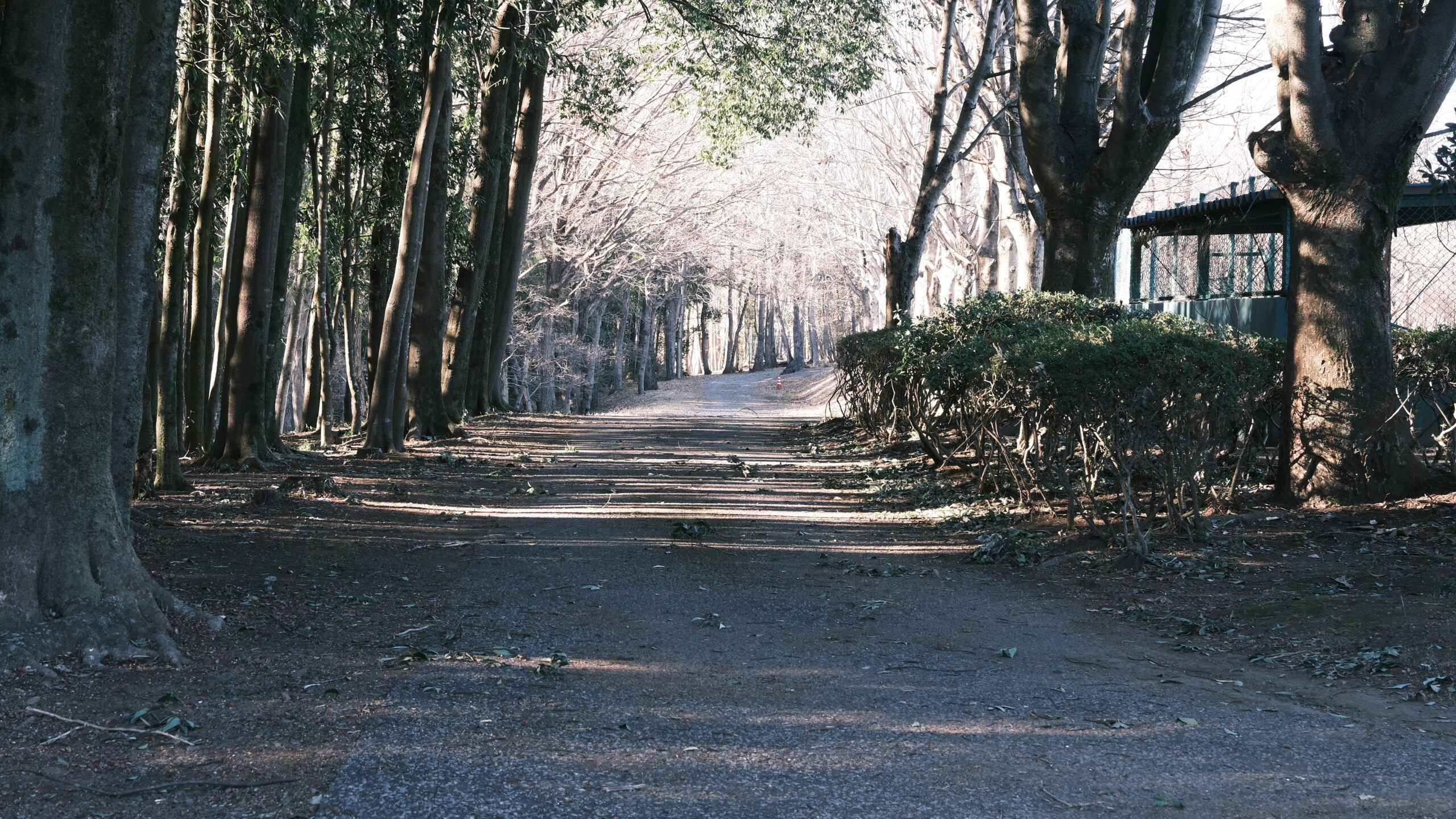 かしの森公園　梅林への道