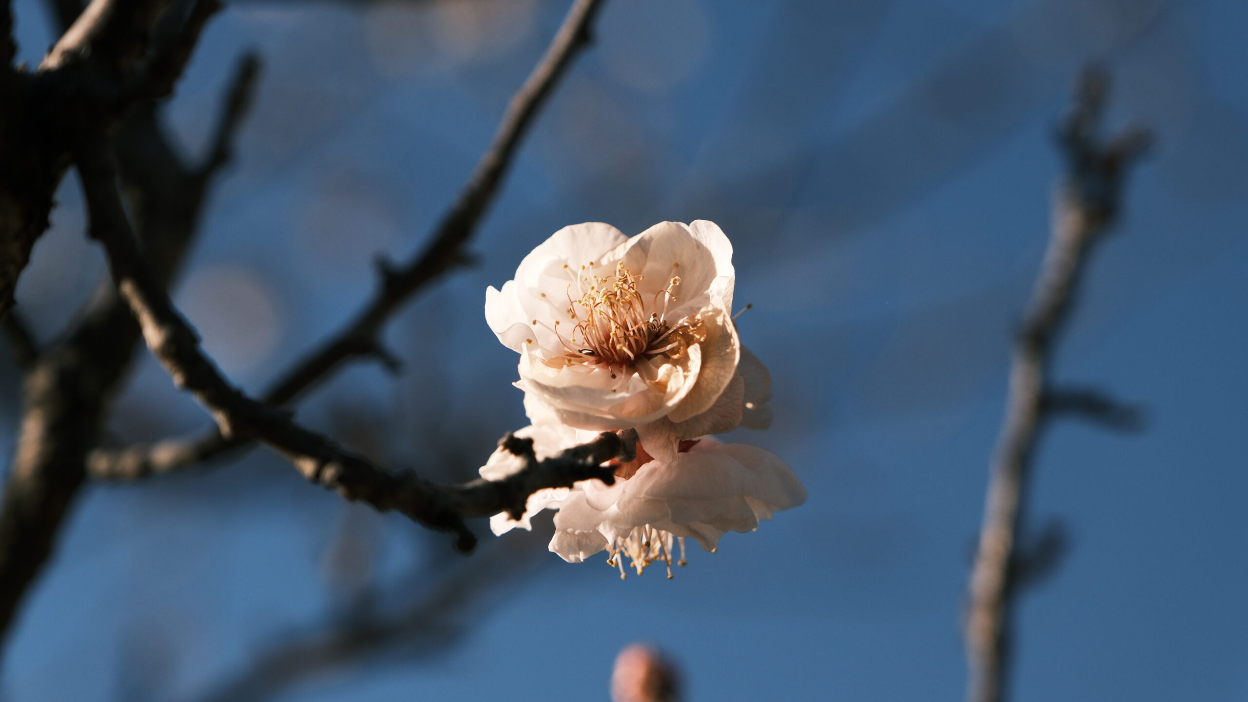 かしの森公園　梅　お花見スポット