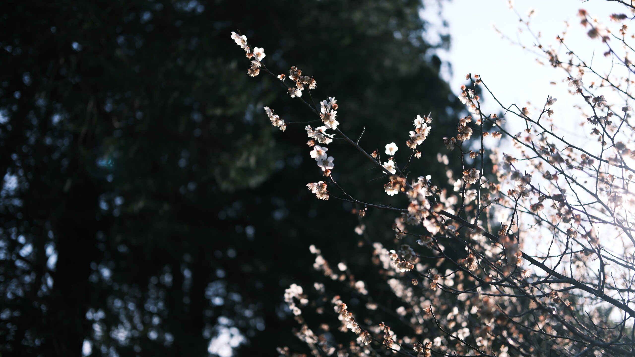 梅　かしの森公園