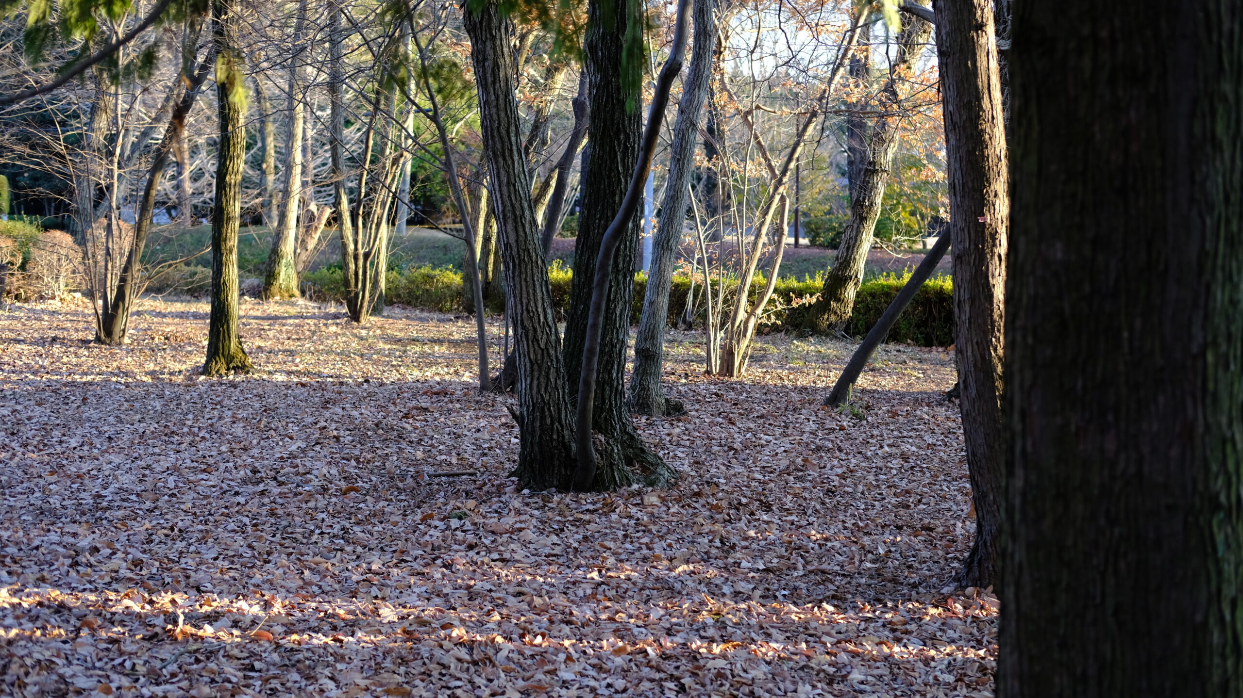 平出工業団地公園　落ち葉