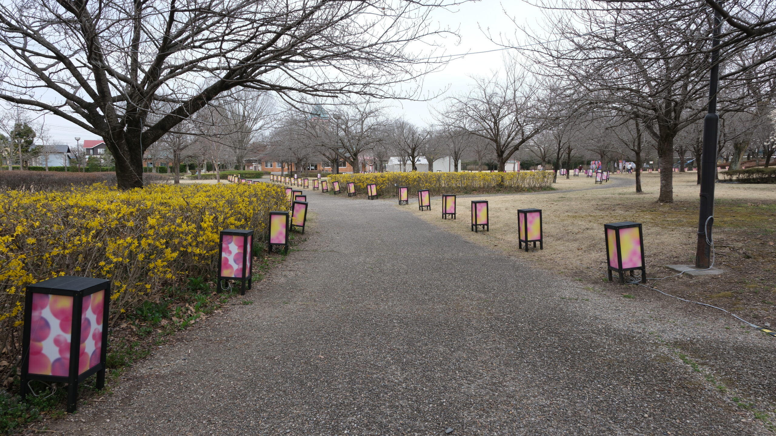 東雲公園　桜まつり