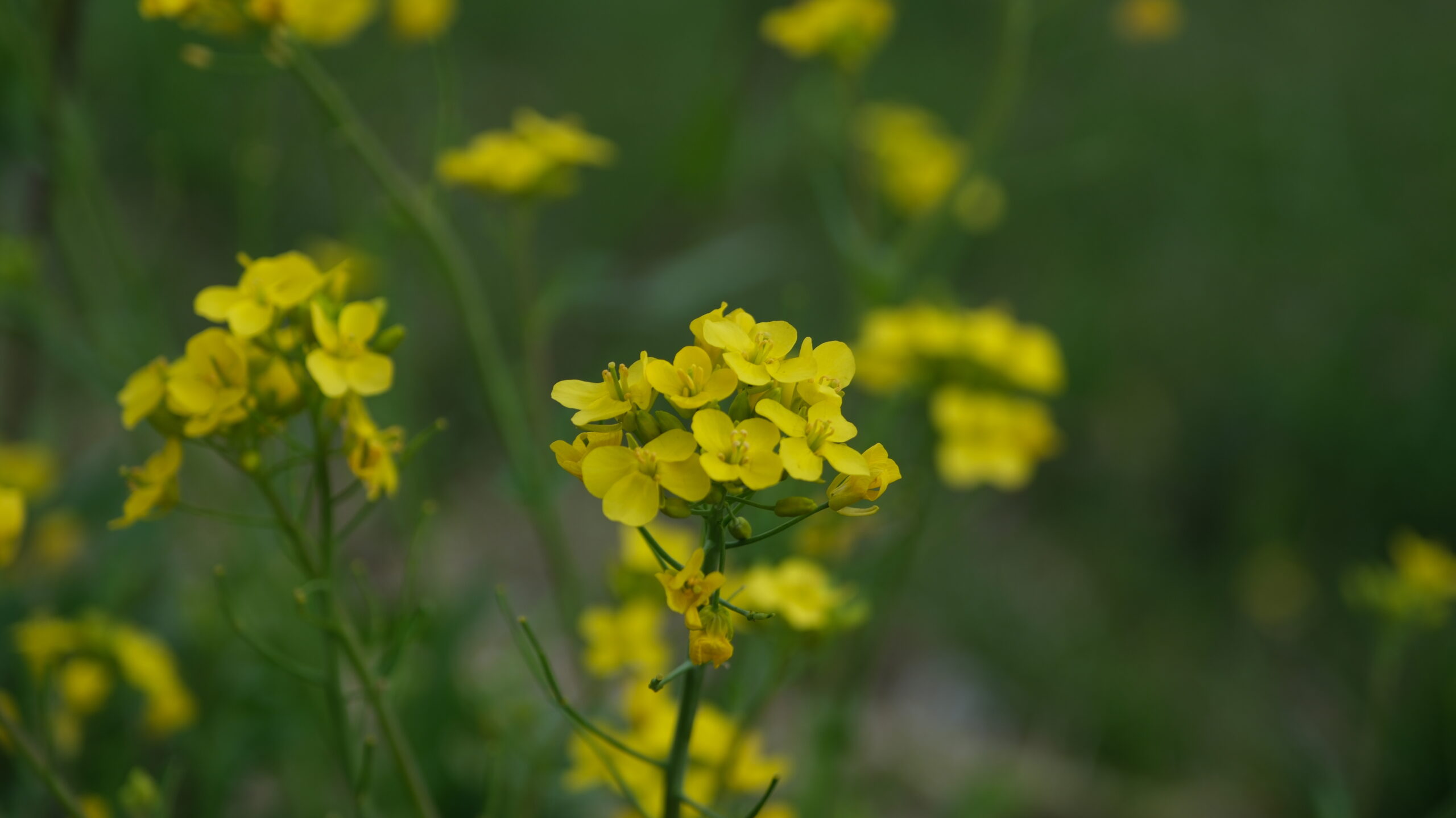 東雲公園　壬生　菜の花